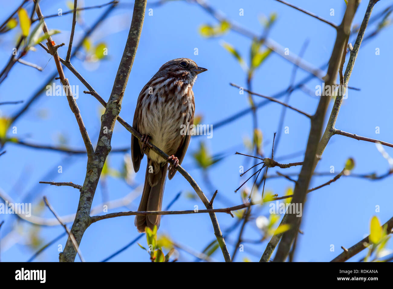 Sunlit weiblichen Red-Wing Amsel auf Ast Stockfoto