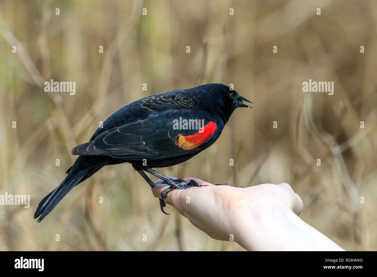 Männliche Red-Wing schwarzer Vogel füttern von einer ausgestreckten Hand Stockfoto