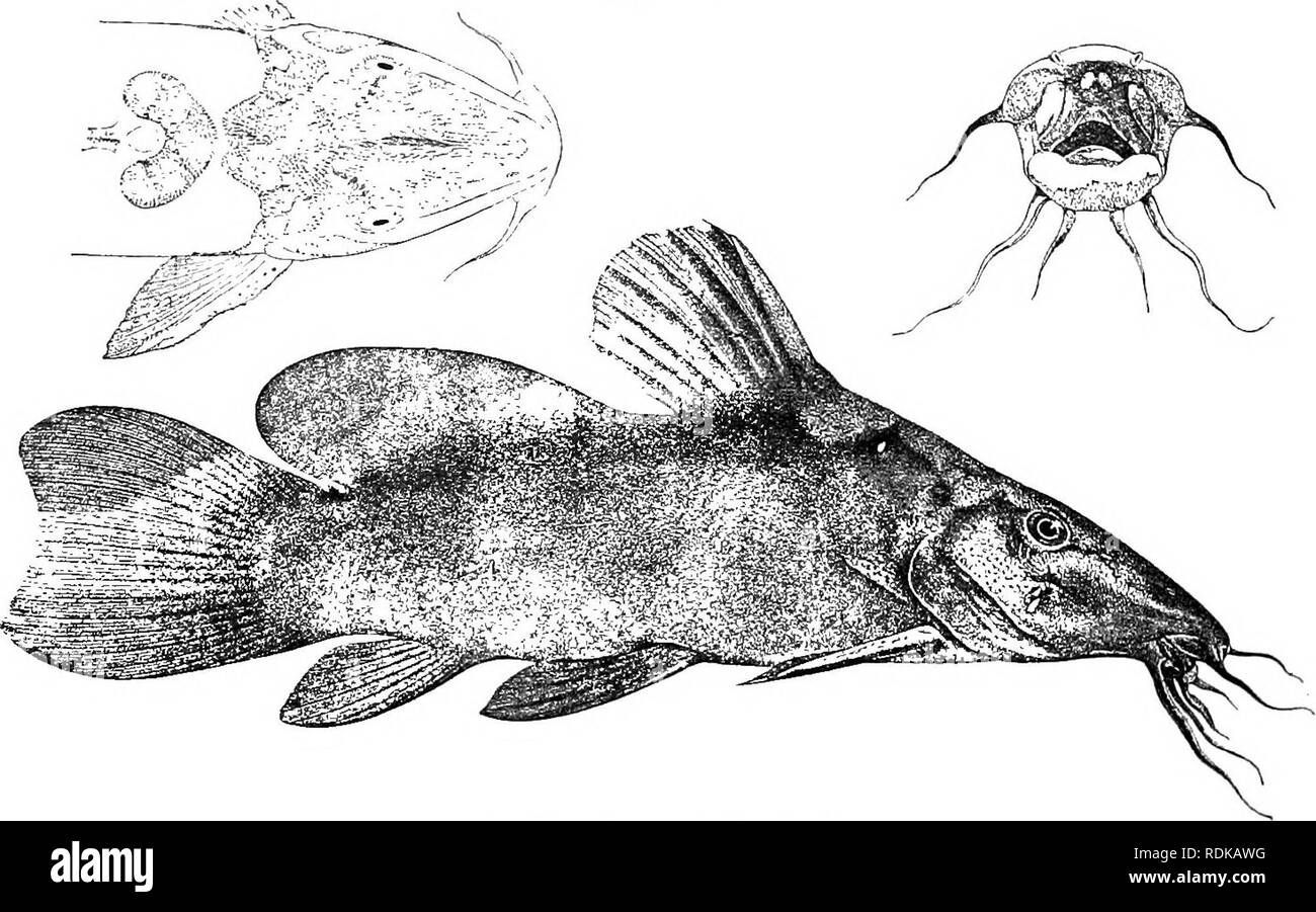 . Katalog der Süßwasser-Fische von Afrika in das British Museum (Natural History)... Fische; Süßwasser-Tiere. 0 / 0 SILTJKID. E. Rücken- und Schwanzflosse, wo Sie von einem engen Netzwerk von den hellen Boden getrennt sind - Farbe. Gesamtlänge 510 Millim. Unteren Nil zum Blauen Nil und Bahr-el-Gebel; See Rudolf; See Tschad, Senegal, Niger, Kongo; Seen Tanganjikasee, Mweru und Bangwelu.-Typ in Paris Museum. Fijr. 280.. 1. Yg. 2-Yg. 3-4. Yg. 5-9. Hgr. &Amp; yg. 10-11. Hgr. 12./13. Ad. 14./15. Yg. 16. Ad. 17./18. Ad. &Amp; hgr. 19. Ad. 20-24. Ad. &Amp; hgr. 25. Kopf der Ad., trocken. 26.-28. Yg. 29. Ad. 3. Stockfoto