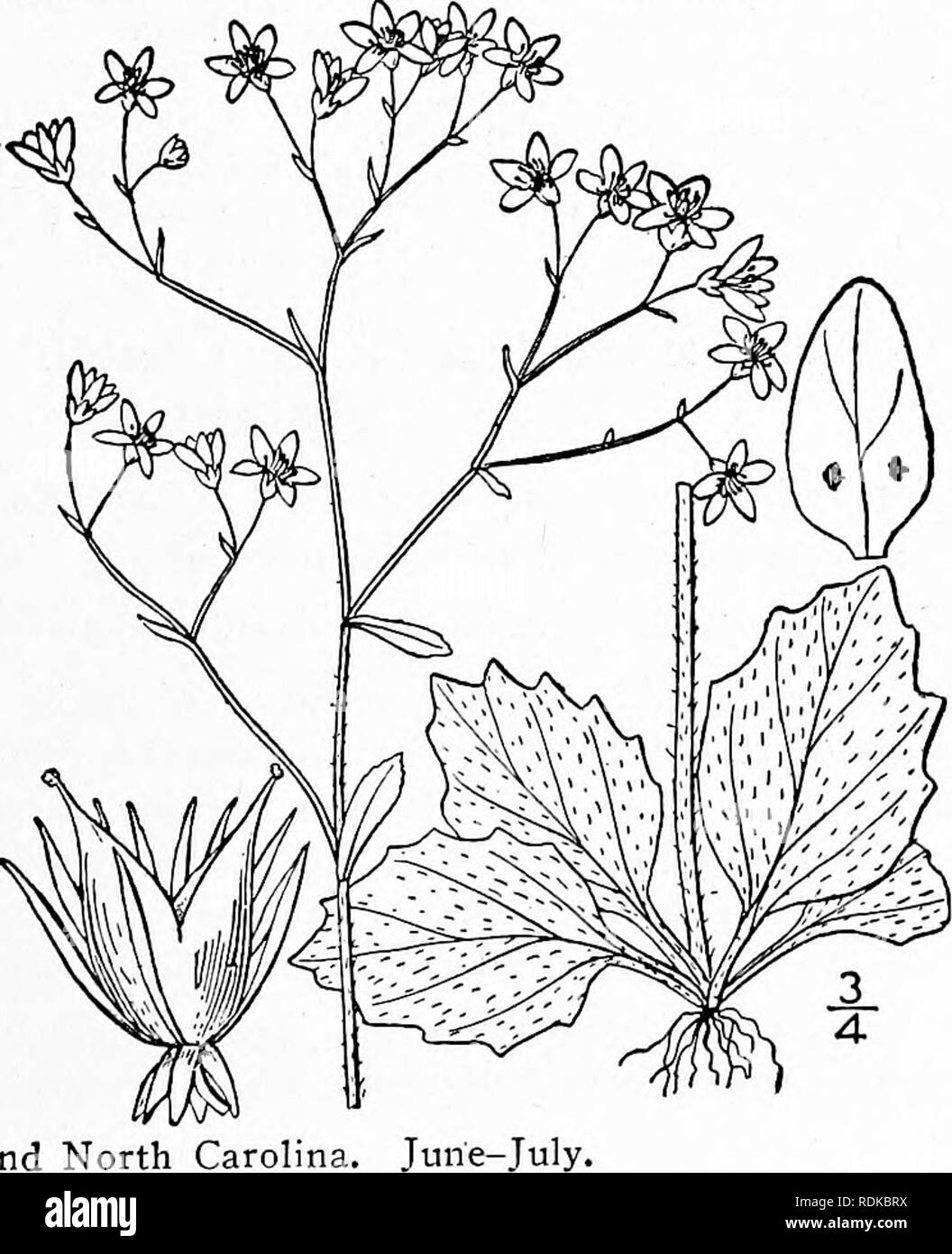 . Eine Illustrierte Flora von der nördlichen USA, Kanada und die britischen Besitzungen, von Neufundland zu den Parallelen der südlichen Grenze von Virginia, und vom Atlantik westwärts zu den 102 d Meridian. Botanik; Botanik. 5. Micranthes micranthidifolia (Haw.) Kleine Kopfsalat Steinbrech. Abb. 2160. Rohertsonia micranthidifolia Haw. Syn. PI. Succ. 322. 1812. Saxifraga erosa Pursh, FI. Standort. Sept. 311. 1814. 5. micranthidifolia B.S.P. Prel. Kat. N.Y., 17. 1888. M. micranthidifolia Kleine, Fl. SE. Us 501. 1903. Scape eher schmal, mehr oder weniger zähflüssig, i° -3° hoch, oben bracted. Verlassen Stockfoto