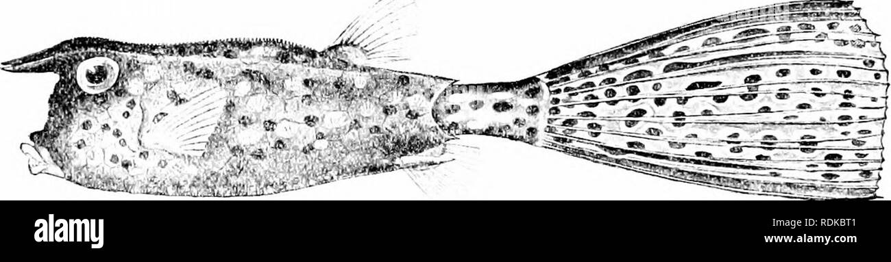 . Ein Leitfaden für das Studium der Fische. Fische; Zoologie; Fische. Abb. 349, Hörnern, Kofferfische, Cowfish oder Cuckold, Lactophnis trkornis (Liiinajus). Charleston, S.C.' die Backen, Flossen und Schwanz frei. Die dornfortsätze Rückenflosse ist Avholly wantinc;. Es gibt keine Bauchflossen und die äußeren Flossen sind. Abb. 3,51). referenzierter Kofferfische, Oslracion Lhina cornutum (USA). East Indies. (. A. n ach Bleeker.) kurz und klein. Die trunkfishes live im flachen Wasser in den tropischen Meeren. Sie sind langsam der Bewegung, obwohl oft hell gefärbt.. Bitte beachten Sie, dass diese Bilder extrahiert werden aus der gescannten Seite Bilder, gewesen sein kann Stockfoto