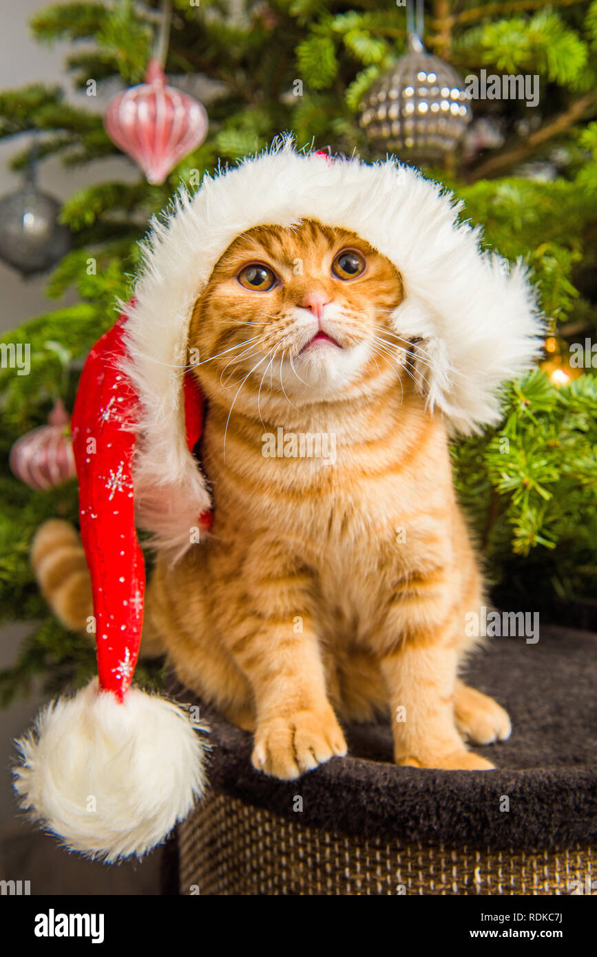 PIPISASA Weihnachtsflagge Mit Schwarzer Katze – Doppelseitig, 30,5x45,7 Cm, Wetterfest