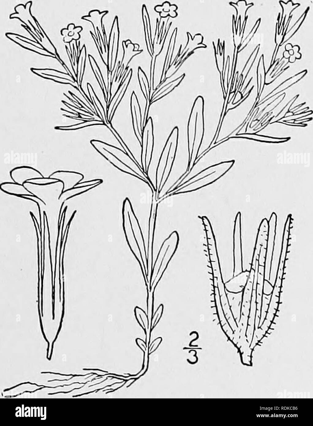 . Eine Illustrierte Flora von der nördlichen USA, Kanada und die britischen Besitzungen, von Neufundland zu den Parallelen der südlichen Grenze von Virginia, und vom Atlantik westwärts zu den 102 d Meridian. Botanik; Botanik. 17. Phlox maculata Haken. Douglas' Phlox. Abb. 3470. S. maculata Haken. Fl. Bor. Standort. 2:73. pi. 158. 1834. Phlox maculata andicola Britton, Mem. Torr. Club 5: 269. 1894. Phlox maculata longifolia A. Grau, Proc. Standort. Acad. 8: 254. 1870. Nicht S. longifolia Nutt. Ähnlich wie bei der vorhergehenden Arten; Blätter pubes-cent oder kahl, weniger Imbricated, manchmal spreadin Stockfoto