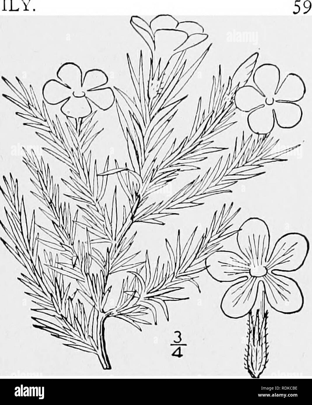 . Eine Illustrierte Flora von der nördlichen USA, Kanada und die britischen Besitzungen, von Neufundland zu den Parallelen der südlichen Grenze von Virginia, und vom Atlantik westwärts zu den 102 d Meridian. Botanik; Botanik. Gattung ich. PHLOX FAMILIE. 17. Phlox maculata Haken. Douglas' Phlox. Abb. 3470. S. maculata Haken. Fl. Bor. Standort. 2:73. pi. 158. 1834. Phlox maculata andicola Britton, Mem. Torr. Club 5: 269. 1894. Phlox maculata longifolia A. Grau, Proc. Standort. Acad. 8: 254. 1870. Nicht S. longifolia Nutt. Ähnlich wie bei der vorhergehenden Arten; Blätter pubes-cent oder kahl, weniger imbrica Stockfoto
