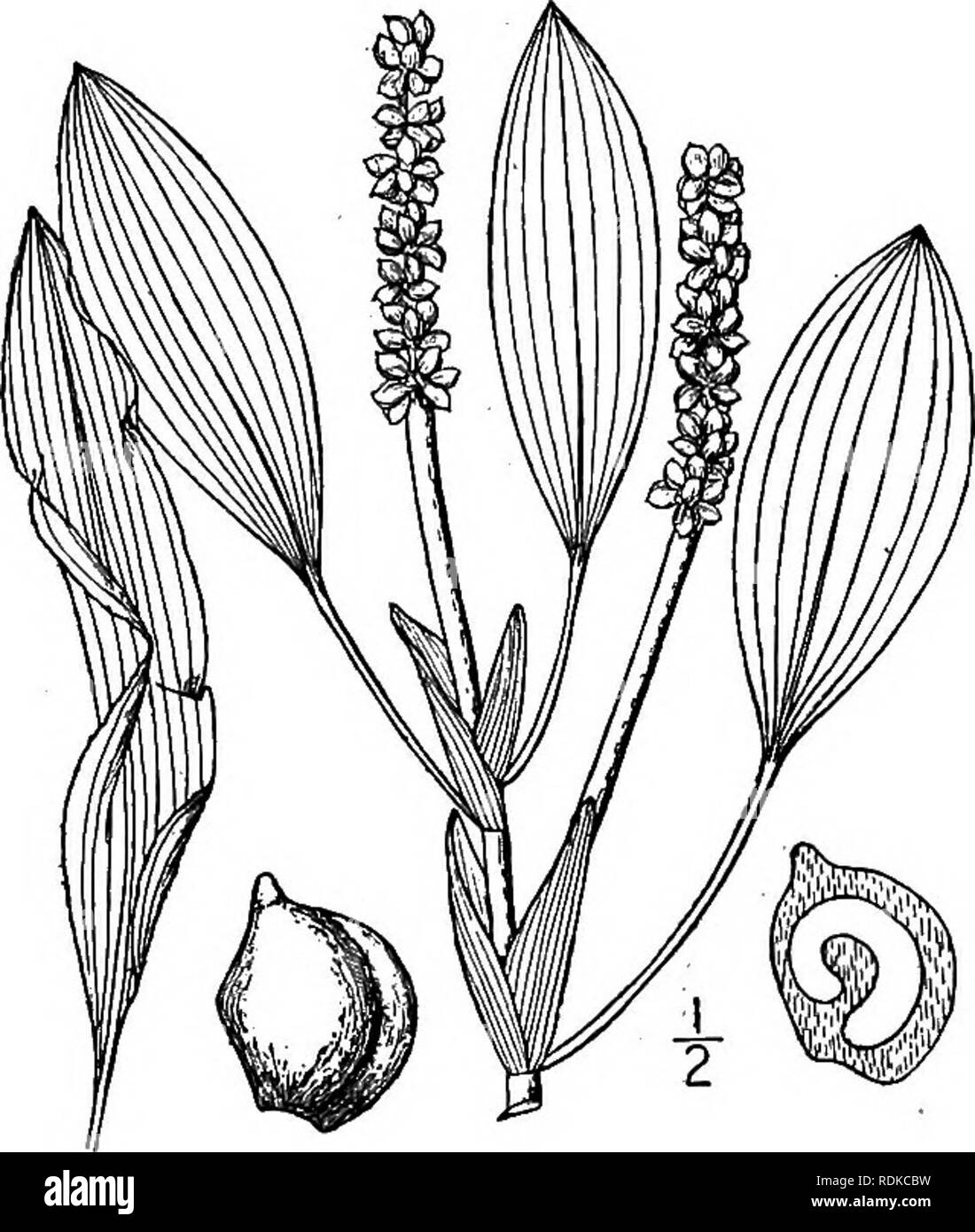 . Eine Illustrierte Flora von der nördlichen USA, Kanada und die britischen Besitzungen, von Neufundland zu den Parallelen der südlichen Grenze von Virginia, und vom Atlantik westwärts zu den 102 d Meridian. Botanik; Botanik. gewinkelt Gesicht; Embryo mit der Apex zeigt leicht innerhalb der Basis. In Mystic Teich, Medford, Mass auch in Europa. Sommer. Anscheinend eine bloße Form des vorhergehenden, oder vielleicht ein Hybrid zwischen S. und S. angustifolius Heterophyllus. ii. Unter illinoensis Morong. Illinois Pondweed. Abb. 184. Unter illinoensis Morong, Keul. Bot. Gaz. 5: 50. 1880. S Stockfoto