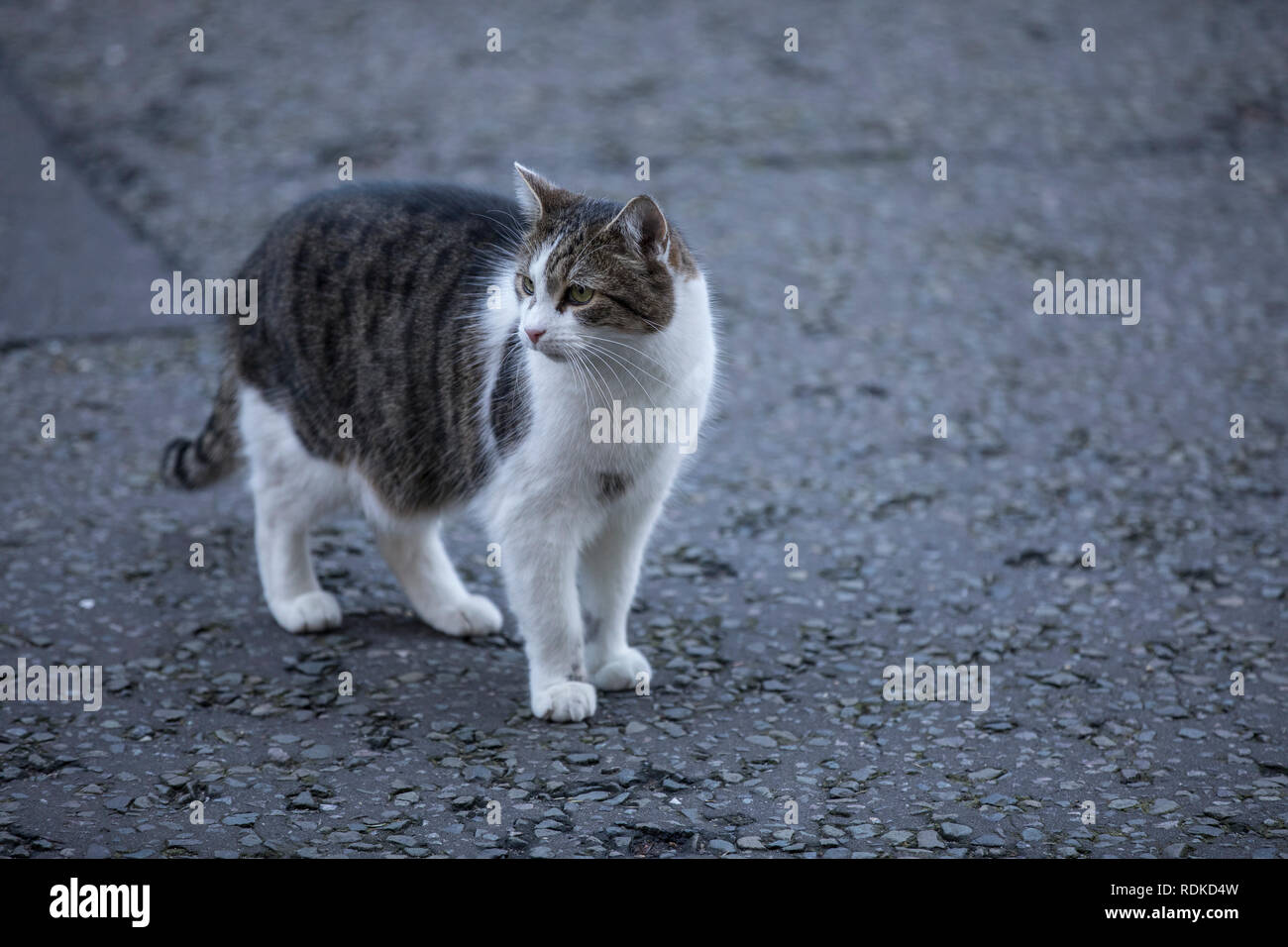 Larry der Downing Street 10 Katze und Chief Mouser des Cabinet Office macht sich auf den Weg entlang der Downing Street, Powerhouse der britische Premierminister, London Stockfoto