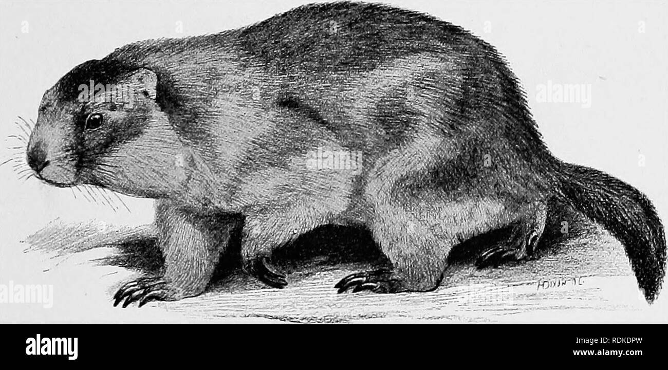 . Die Cambridge Natural History. Zoologie. Präriehunde 465 Arctoviys; die Backenzähne sind fünf in der oberen und vier im Unterkiefer. Das Caecum ist relativ gesehen sehr klein; die Messungen in einer Probe von S. tredecimlineatus, durch DV-seziert. Tullberg, waren: Dünndarm, 580mm.; Dickdarm, 170 mm.; und Blinddarm, 27 mm. In Tamias auch das Caecum ist nicht stark entwickelt. Diese Tiere sind das Graben in der Gewohnheit. Die präriehunde, die Gattung Cynomijs, von denen die bekannteste Art ist vielleicht C. ludovicianus, sind sehr wie die Eichhörnchen, aber sie sind nicht arboreal Geschöpfe; sie leben in Stockfoto