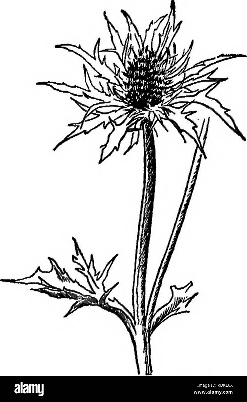 . Unser Garten Blumen; ein beliebter Studie über ihre Heimat, ihre Lebensgeschichten und ihre strukturellen Zugehörigkeiten. Blumen. Petersilie Familie. Sea Holly ist eine Fehlbezeichnung. Eine Art, Eryngium maritimum, wachsen auf Englisch Strände, Aufmerksamkeit, und seit seiner Blätter waren stacheligen, benannt wurde Sea Holly. Dieser Name wurde, in der Zeit, auf die Gattung festgelegt. Blaue Distel ist nicht viel besser, als die Pflanze ist nicht eine Distel und nur ein kleiner Teil der Gattung ist blau. Star Thistle ist besser geeignet, aber Eryngium ist am besten von aU, für die es zumindest nicht in die Irre führen, da niemand weiß, was es bedeutet. Die Cu Stockfoto