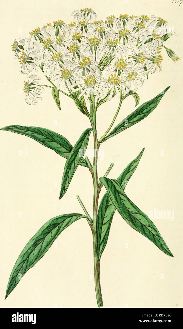 . Edwards' botanische registrieren, oder, ornamentalen Blumen - Garten und Gebüsch... Pflanzen, Zierpflanzen - - Großbritannien; Pflanzen, Zierpflanzen - - Großbritannien; Pflanze Einführung - - Großbritannien; fremder Pflanzen - - Großbritannien; Botanische Illustration - - Großbritannien; Botanische Illustration - - Großbritannien; Pflanzen; pflanzen. . Bitte beachten Sie, dass diese Bilder sind von der gescannten Seite Bilder, die digital für die Lesbarkeit verbessert haben mögen - Färbung und Aussehen dieser Abbildungen können nicht perfekt dem Original ähneln. extrahiert. Edwards, Sydenham, 1769?-1819; Lindley, John, 1799-1865. Lo Stockfoto