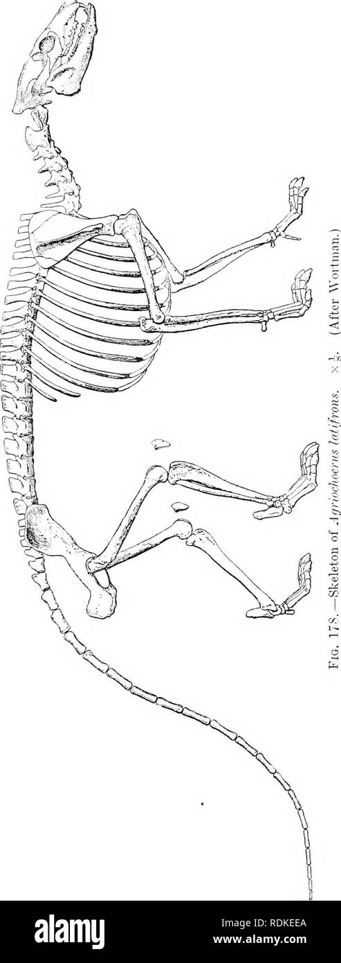 . Die Cambridge Natural History. Zoologie. FROTOREODON. jung. Es gibt mehrere Arten. Agri-ochoerus, wie Oreodon und primitiven Ungu-lates im Allgemeinen, hatte einen langen Schwanz. Die Gattung zeigt also eine Mischung aus alten und besonderen-ised Zeichen. Die älteste Form der Protoreodon Oreodont ist. Dies ist Eozän und starben während dieser Periode. Es hatte eine kom- plette Gebiss, Orbit, und keine lachry - Mals Fossa. Im Vordergrund - Füße waren fünf-toed, die Hinterbeine vier-Toed. Fam. - Anoplo theriidae. - Diese Familie ist völlig Eozän in Punkt der Zeit, und ist unbekannt außerhalb Europas. Das gebiss der gro Stockfoto
