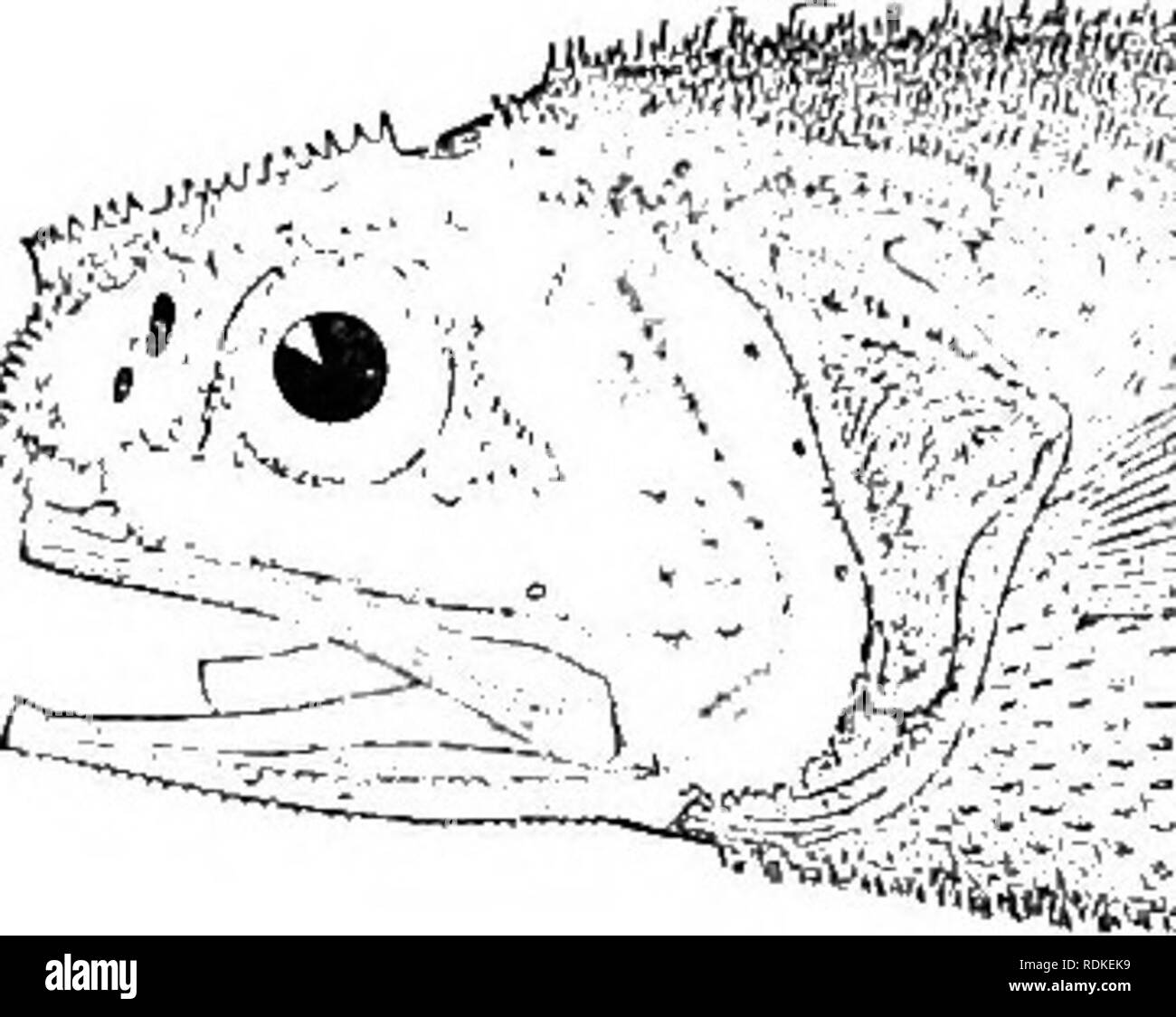 . Die Cambridge Natural History. Zoologie. 620 TELEOSTEI CHAP. trägt der Beiycid Melamphaes kann lediglich ein Fall der Konvergenz werden, und es muss berücksichtigt werden, dass diese Erscheinung angesprochen wird durch einige Arten von Scopehcs, mit denen beide Malacosarcus und Melamphaes waren ursprünglich bestürzt. Die Wirbel sind mit parapophyses praecaudal zur Verfügung gestellt. Ich habe auf einem Muster Stephanoberyx monae, dass die Blase ist mit der dorsalen Seite des Magens durch einen kurzen und vergleichsweise breiten Kanal verbunden ermittelt. /• '/•. &Gt; Bild. 377.- Stephaiuiberyx gilUi, Nat. Größe. (Nach Goode und Stockfoto