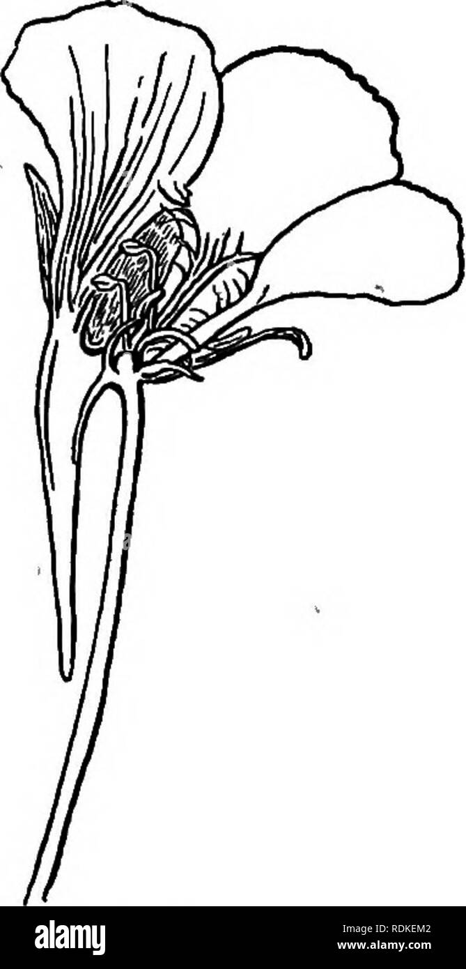 . Unser Garten Blumen; ein beliebter Studie über ihre Heimat, ihre Lebensgeschichten und ihre strukturellen Zugehörigkeiten. Blumen. Kapuzinerkresse Eierstock. - Drei Lappen um die Basis eines einheitlichen Stil; Obst immer drei Dick und fleischig geschlossene Fruchtblätter, die jeweils aus einem einzigen Samenkorn. Vor dreihundert Jahren, als die Free-Booten Schiffe von Eng-land Segeln waren die Uncharted seas, eine Gefahr und eine allein brachte die Angst das Herz eines Drake oder ein Raleigh - die Angst des skorbut unter seiner Mannschaft. Deshalb Pflanzen besitzen, antiscorbutic Eigenschaften wurden eifrig in jedem neuen Land gesucht. Ein Stockfoto