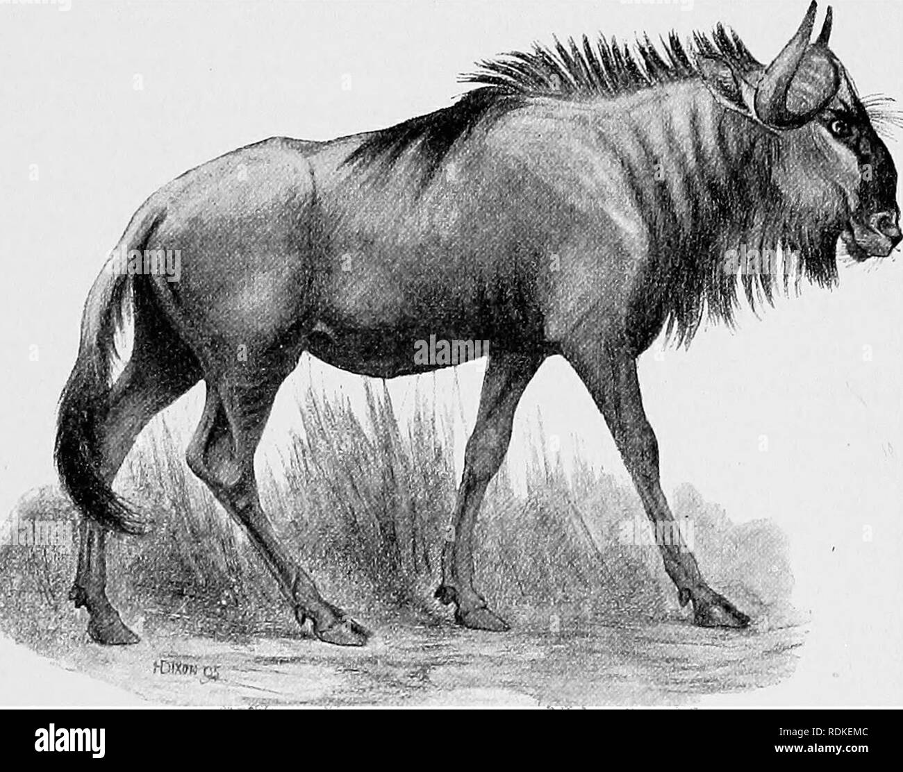 . Die Cambridge Natural History. Zoologie. GNUS 309 besten bekannt; dies ist das Tier bekannt als der Kuhantilopen. Die bontebok und Blessbok gehören zu einem eng verwandte Gattung, Damalisctis, unterscheiden sich hauptsächlich durch die Tatsache, dass die Knöchernen Basis der horn Kerne nicht verlängert nach oben, und somit die parietale Knochen sichtbar sind, wenn der Schädel ist von vorne, das ist nicht der Fall in Buhalis gesehen. Die Gnus, Connochaetes, vertraut sind aufgrund ihrer neugierig Aspekt. Die haarigen Gesicht und Rumpf und Schwanz wie ein Pony. Abb. 160.- gestromt Gnu. Connochaetes taurinus. sind sehr charakteristisch. Die hor Stockfoto