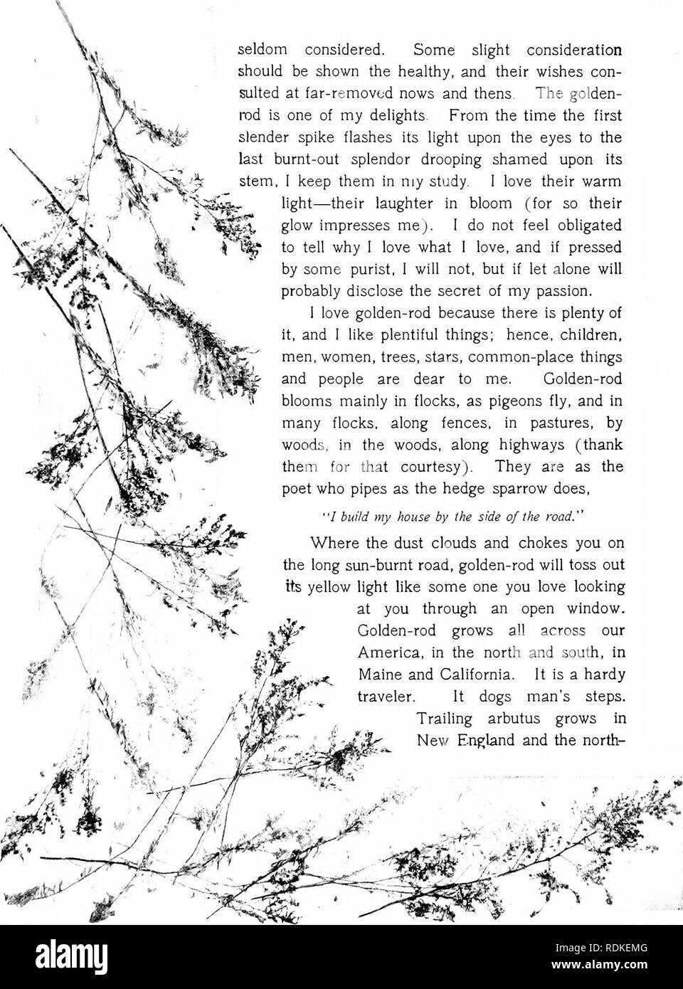 . In Gottes außerhalb der Türen. Natural History. selten berücksichtigt. Einige leichte sollte der gesunde angezeigt werden, und deren Wünsche con-sulted an weit entfernte Nachrichten und thens. Der golden-Rod ist einer meiner Freuden. Aus der Zeit der ersten schlanken Spike blinkt das Licht über die Augen auf die letzte ausgebrannten Pracht hängenden beschämt auf seinem Stamm, 1 halten Sie in meiner Studie 1 Ihr warmes Licht Liebe - ihr Lachen in der Blüte (für so Ihre glow beeindruckt mej. 1 Nicht verpflichtet fühlen, zu erklären, warum 1 Liebe was 1 Liebe, und wenn von einigen puristisch gedrückt, wird 1 nicht, aber wenn Sie alleine lassen wird wahrscheinlich die sekr offenlegen Stockfoto