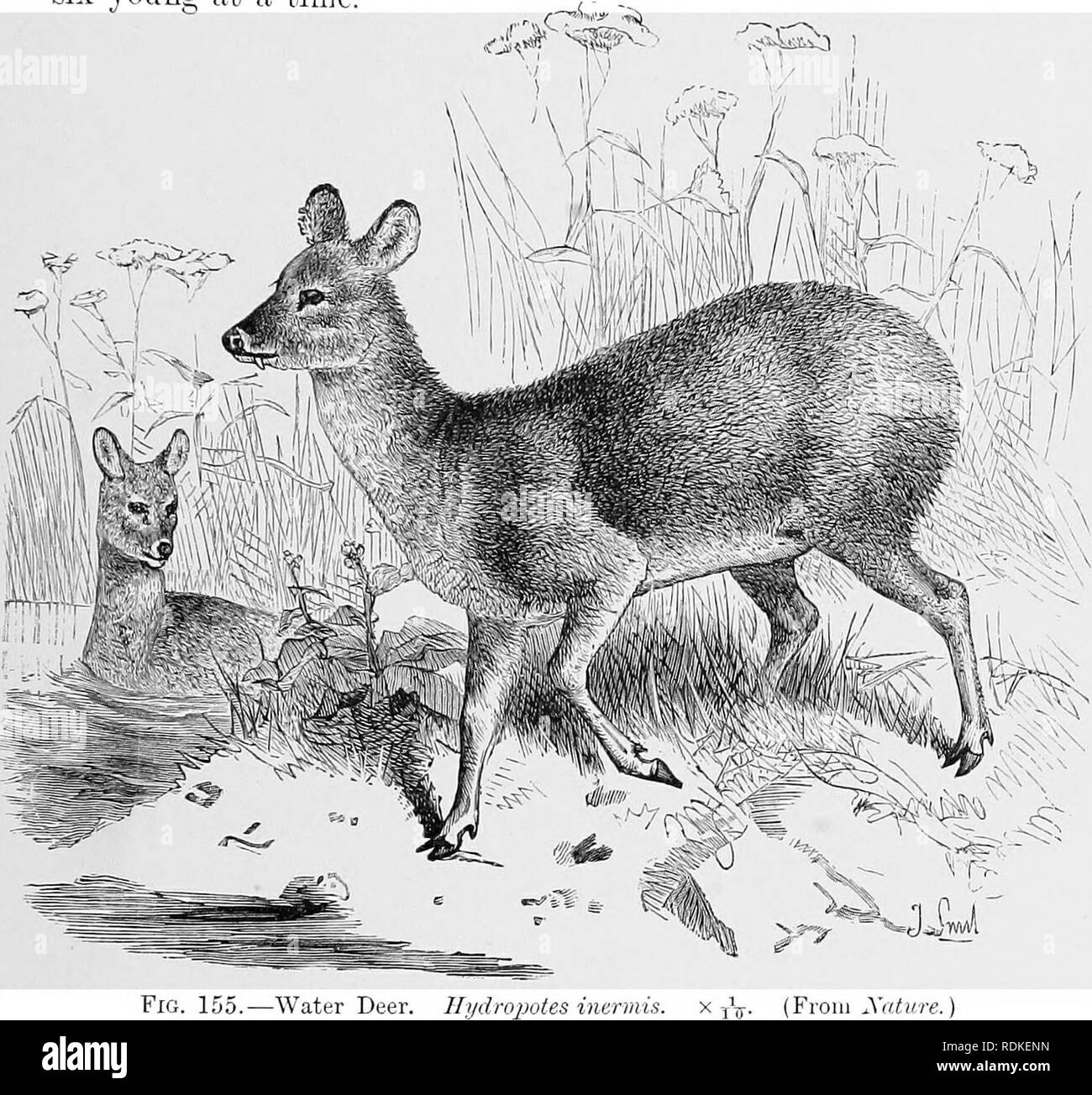 . Die Cambridge Natural History. Zoologie. Ohne Geweih 297 rungen eines in der Form eines weißen ligamentous Kabel. Herr Forbes hat insbesondere auf die hkeness des Gehirns wohnte, der Capreohis. Das Weibchen hat vier Zitzen, und produziert drei bis sechs zu einer Zeit Junge. Abb. 155.- Wasser Hirsche. Ilydropotes inermis. Alces Machlis, Elk oder Elche, ist ein Zirkumpolaren Arten mit palmated Geweih und ist groß. Die Jungen sind unbefleckt. Dieses Tier ist die größte der Deer Tribe. Der Aspekt der diese Kreatur ist keineswegs, dass der Hirsch, der lange, dicke, und eher Spezial-zwischensohle Oberlippe keine Stockfoto