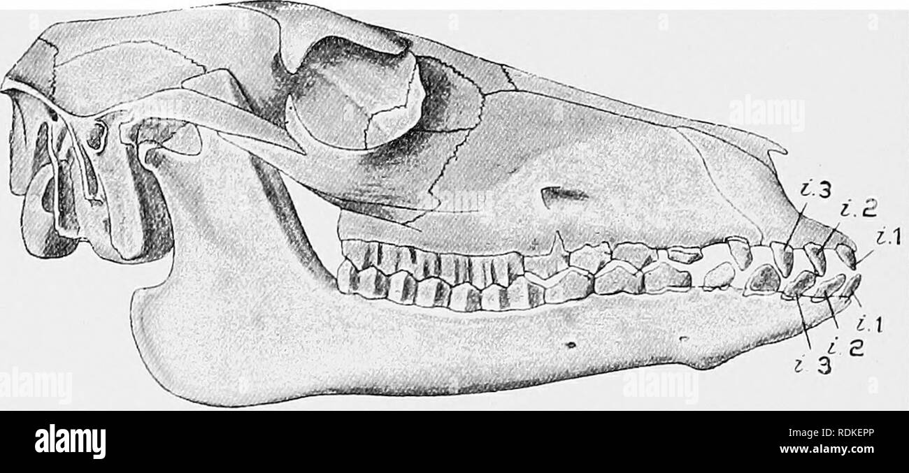 . Die Cambridge Natural History. Zoologie. 288 PROFESSOR SCOTT auf POEBROTHERIUM und der größere Teil eines Radius und ULNA, die zu einer einzelnen, und die meisten Teile der Hind - Gliedmaßen in anderen Proben. Die eine Art, F. petersoni, war etwa in der Größe eines "Jack Rabbit, "und ist im späten Eozän (Uinta Bildung) und Amerikanische in Reichweite. Die Zähne dieses Säugetier sind die typischen vierzig - vier, und die Eckzähne sind nicht ausgeprägt, incisiform in Form. In den Schädel des nasals Überhang, wie in der Gattung Poehrotherium. Die Orbit ist nicht durch Knochen geschlossen. Es gibt in dieser alten Kamel ein Trace Stockfoto