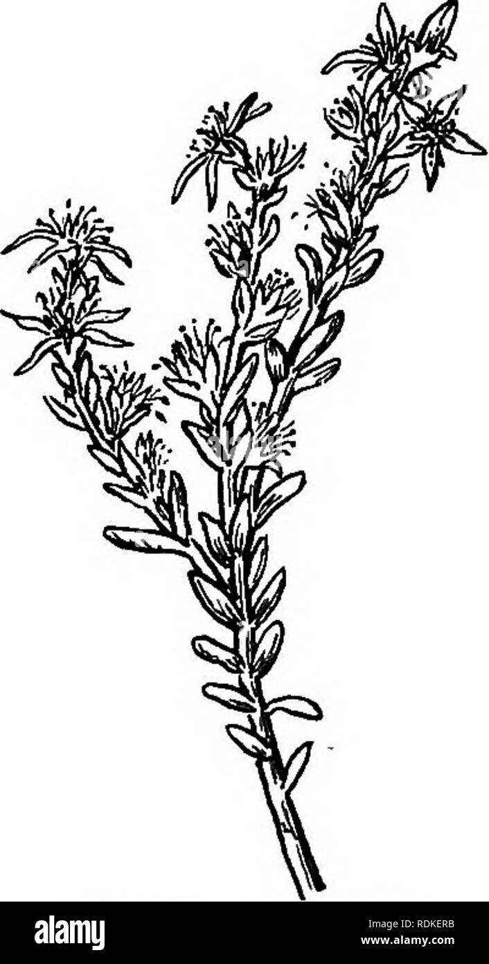 . Unser Garten Blumen; ein beliebter Studie über ihre Heimat, ihre Lebensgeschichten und ihre strukturellen Zugehörigkeiten. Blumen. ORPINE Familie der Gattung Sedumxmmhers über Hundert und fünfzig Arten, von denen 30 innerhalb der Grenzen der Vereinigten Staaten sind. Ein Steingarten kann erfolgreich mit der wilden Sedums Ihrer Lokalität; alle Arten sind gute Abdeckung, und viele Pflanzen blühen abimdantly. Der kultivierten Sedums, wahrscheinlich Sedum hier, Fetthenne, Wand Pfeffer, Liebe verstricken, ist es, die Arten am häufigsten eingesetzt werden. Sie ist heimisch in Eng-Land und gut für die Menschen bekannt, wie seine drei Namen bezeugen. Th Stockfoto