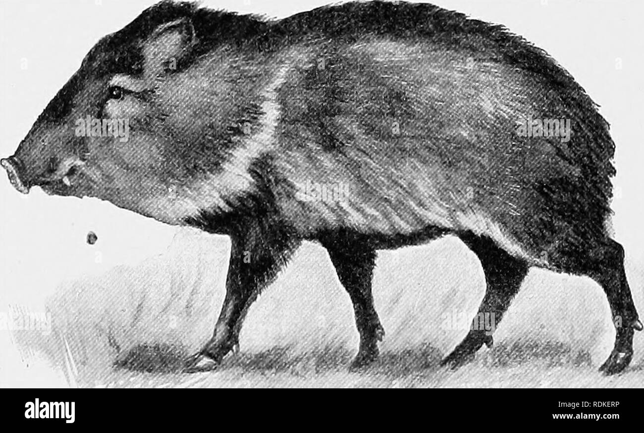 Die Cambridge Natural History. Zoologie. 278 BABYROUSSA männlich. In der  Wildschwein Es ist ein Hauch von dieser, die weiterhin in Pluwuclioeriis  durchgeführt wird; aber in den oberen Stoßzähne BcMriisa upNViirds  einschalten,