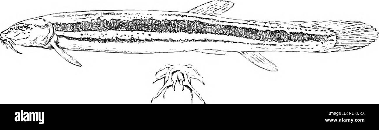 . Die Cambridge Natural History. Zoologie. OSTARIOPHYSI 585 entlang der Seitenlinie und der Rückseite, und die Gold-Fish, eine Vielzahl von Cyprinus carassius, bemerkenswert für seine goldene oder leuchtend rote Farbe, oder seine perfekte Albinismus, sowie seine monströse Form das Teleskop Fisch, mit enorm hervorstehenden Augen, und vergrössert, horizontal ausbreiten Schwanzflosse.^ dieser Familie hat auch zahlreiche mehr oder weniger gut etablierte Beispiele der Hybridität, artverwandten und digeneric, ursprünglich als unterschiedliche Arten beschrieben, die produzieren, von denen erbracht wird geglaubt, in einigen Fällen fruchtbar für mindestens eine Generation zu sein. Stockfoto