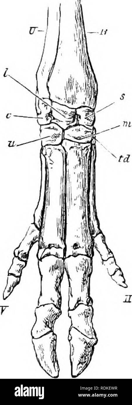 . Die Cambridge Natural History. Zoologie. Kapitel XI UNGULATA {Fortsetzung) - aktiodactyla (Selbst-toed Huftieren) SIKENIA Sub-Oeder 10. AliTIODACTYLA. Die Aitiodactvle oder "Selbst-toed" huftiere sind zu dis-. Bitte beachten Sie, dass diese Bilder sind von der gescannten Seite Bilder, die digital für die Lesbarkeit verbessert haben mögen - Färbung und Aussehen dieser Abbildungen können nicht perfekt dem Original ähneln. extrahiert. Harmer, S.F. (Sidney Frederic), Sir, 1862-ed; Shipley, A.E. (Arthur Everett), Sir, 1861-1927. Hrsg. [London, Macmillan und Co., Limited, New York, Macmillan Co Stockfoto