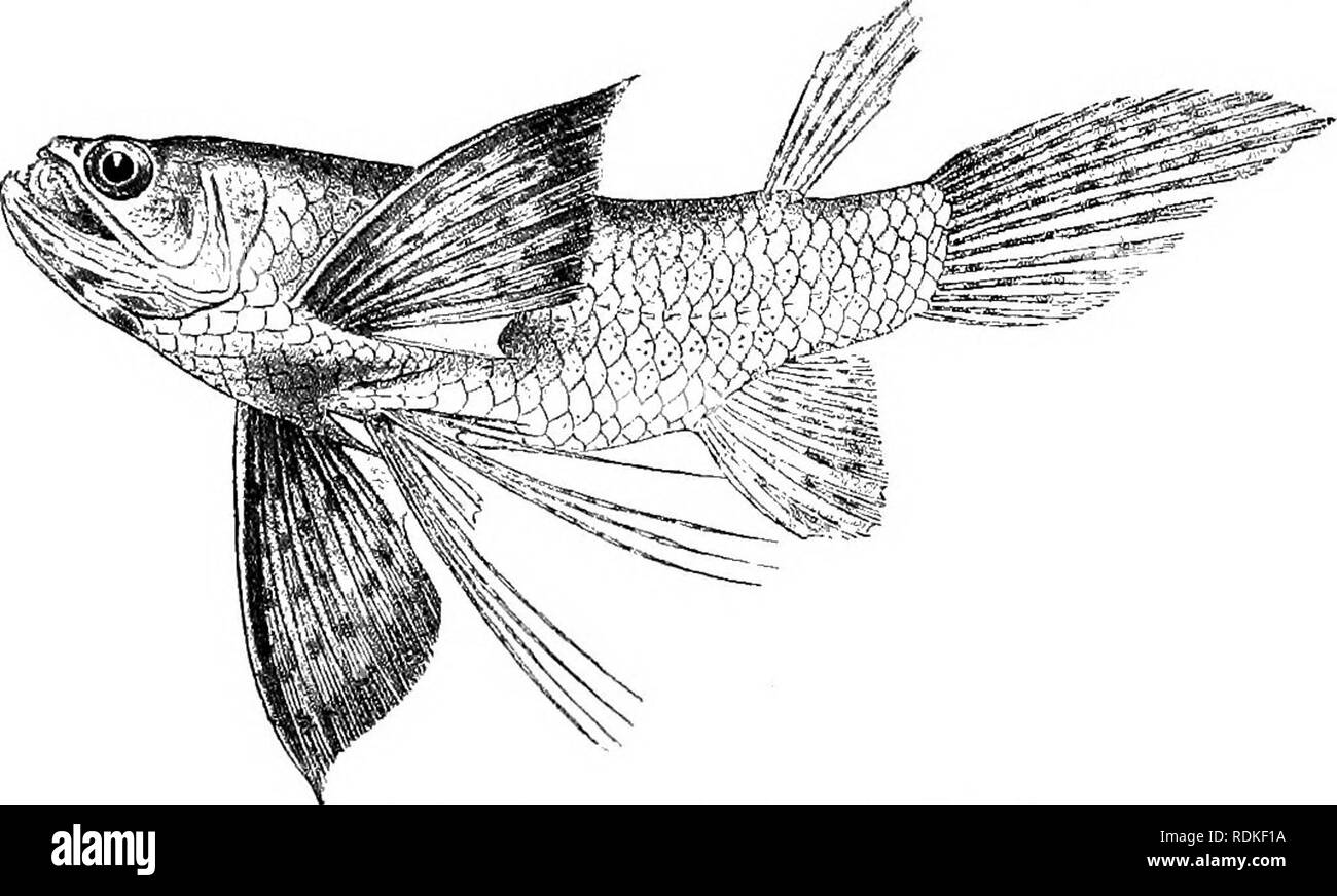 . Die Cambridge Natural History. Zoologie. XXI MALACOPTERYGII 559 glossohyal und Rachenentzündungen Knochen. Mesocoracoid arch Schlank, stark gekrümmt, und seine Kollegen auf der Mittellinie; coracoids bilden eine ventrale Kiel. Wirbel Paar (16 + 14). Abb. 337.- Pantodon buchholzi, natürliche Größe. Von M. de Brazza beobachtet ein süsswasser Flying-Fish zu sein. Fam. 12. Ctenothrissidae. - ein neugieriger Typ zeichnet sich durch kleine, große praemaxillaries maxillaries, mit schwachen Gebiss,. Bitte beachten Sie, dass diese Bilder aus gescannten Seite Bilder, die digital für die Lesbarkeit erhöht worden sein können extrahiert werden-colo Stockfoto