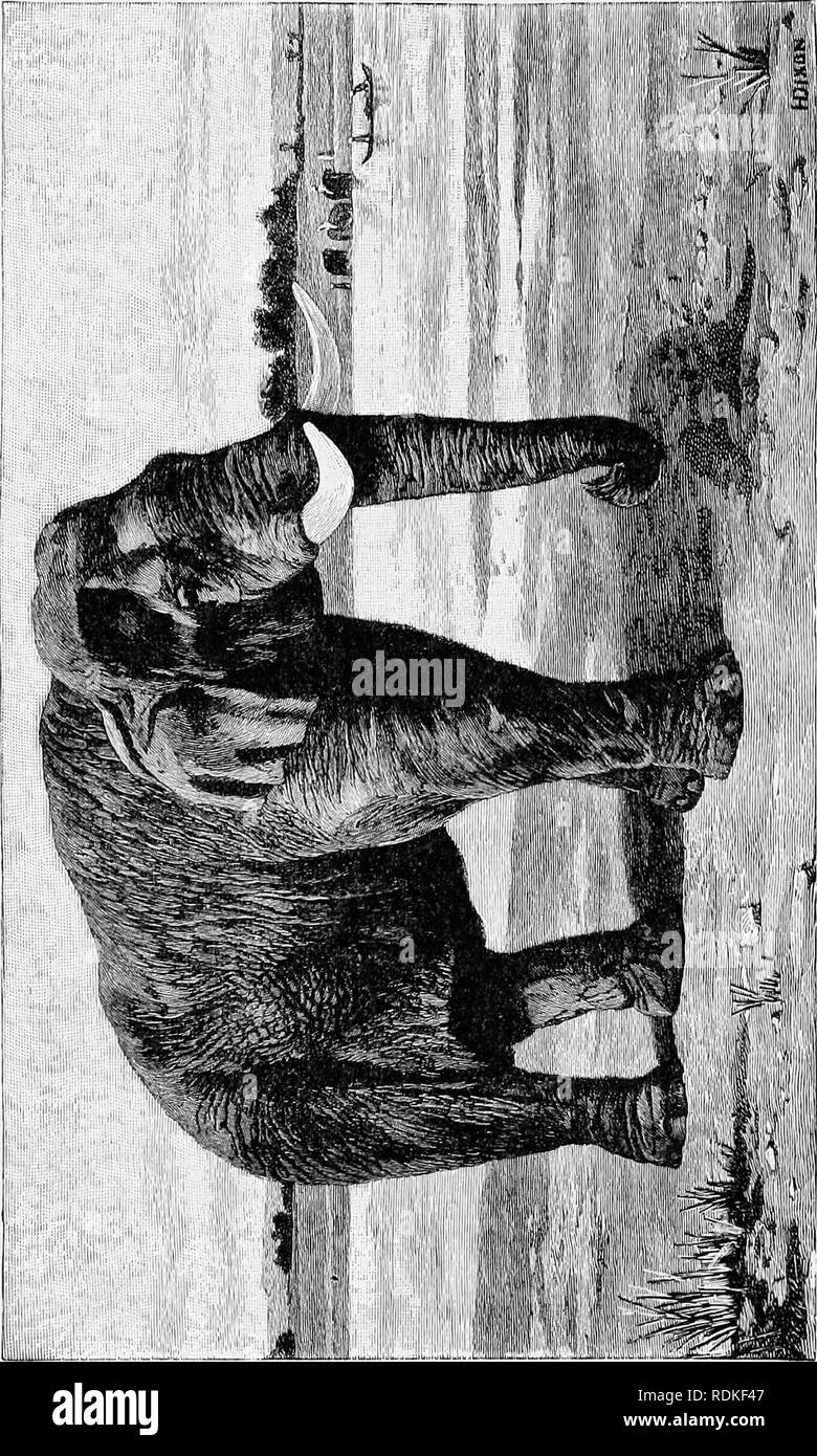 . Die Cambridge Natural History. Zoologie. TIMIDITY von indischen Elefanten Elefanten, und auf der anderen Seite perfekt fügsamen Kreaturen, die der Hauch von ihren Fahrer gehorchen. Riesige Obwohl der Elefant. ist, ist es häufig ein zaghafter Ijeast. Sir Samuel Baker bezieht sich Hov/- eine, die er war, ziemlich beim Anblick eines Hasen verschraubt. Zu. Bitte beachten Sie, dass diese Bilder sind von der gescannten Seite Bilder, die digital für die Lesbarkeit verbessert haben mögen - Färbung und Aussehen dieser Abbildungen können nicht perfekt dem Original ähneln. extrahiert. Harmer, S.F. (Sidney Frederic), Sir, 1862 - ed Stockfoto