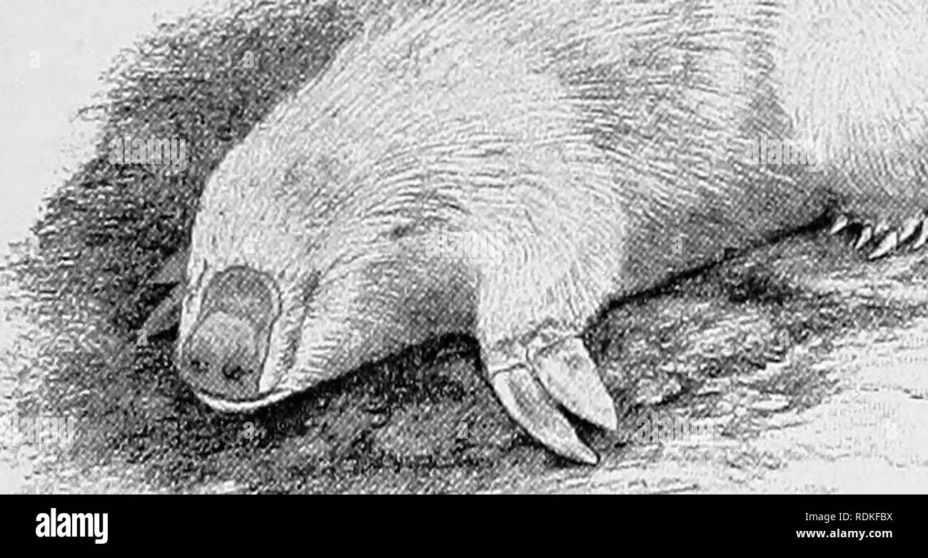. Die Cambridge Natural History. Zoologie. MARSUPIAT. MOLE I 59 Wir als Familie - Zeichen der pentadactyle Gliedmaßen, die Existenz von drei Paar Schneidezähne im unteren und 4 im oberen Kiefer gestützt; und die tritubercular Natur der oberen Molaren. Notoryctes fyphlops, die 'Beuteltier Mole" wie er genannt wurde, wurde ursprünglich von Professor Stirling im Zentrum von South Australia entdeckt. Es ist ein Graben Geschöpf, in einem seidigen Fell eines Blass goldenen Rot bekleidet, ohne externe Ohren. Es hat in der Erscheinung mit ChrysocMoris, die Cape Golden Mole verglichen worden, und die herausragende paleontol Stockfoto
