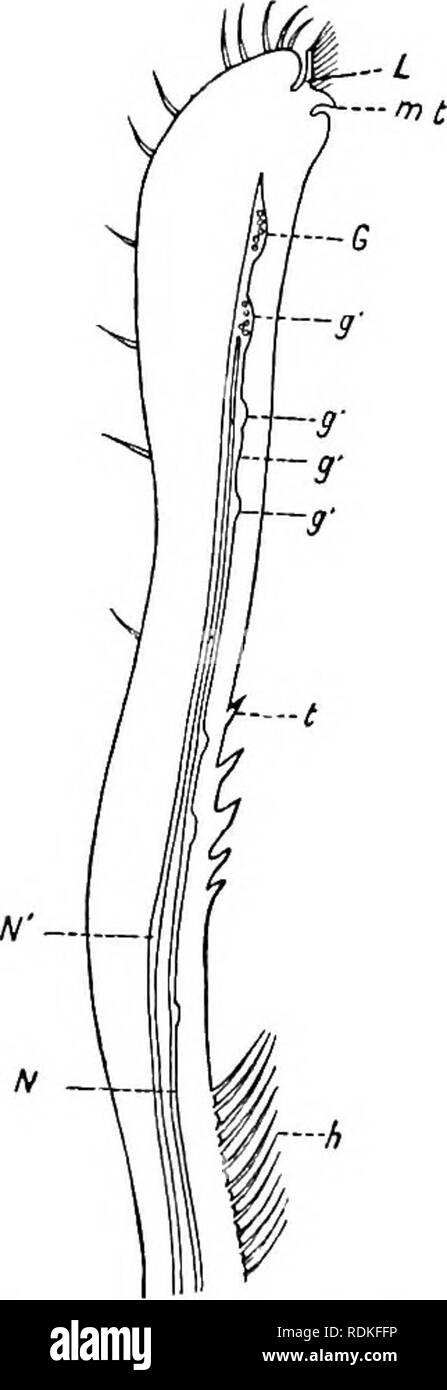 . Die Cambridge Natural History. Zoologie. 514 PVCNOGONIDA gnafchites. Die öffnung, die an der Spitze gelegen, ist eine drei-seitige Öffnung, durch eine dorsale^ und zwei seitenlappen gebildet; und damit der Rüssel wurde von einigen angenommen wurde, auf keinen zuständigen Beweise, zu einer entarteten" Paar Anhängseln und einem LABRUM oder Oberlippe konstituiert werden. Jede der drei Lappen, die Grenzen der Mund zeigt die folgenden Strukturen: Erstens, eine Lappet externer chitinised Körperdecke, Überschneidungen, da die Finger-Nagel, um den finger Überschneidungen, ein Kissen - wie Lippe, gezahnte nach Art einer Geldbusse - cut-Datei in einigen Arten, Stockfoto