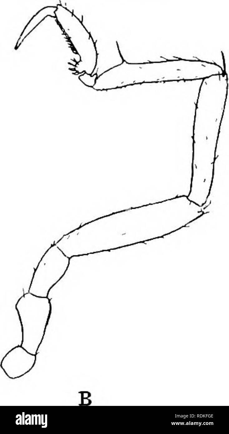 . Die Cambridge Natural History. Zoologie. . Bitte beachten Sie, dass diese Bilder sind von der gescannten Seite Bilder, die digital für die Lesbarkeit verbessert haben mögen - Färbung und Aussehen dieser Abbildungen können nicht perfekt dem Original ähneln. extrahiert. Harmer, S.F. (Sidney Frederic), Sir, 1862-ed; Shipley, A.E. (Arthur Everett), Sir, 1861-1927. Hrsg. [London, Macmillan und Co., Limited, New York, Macmillan Company Stockfoto