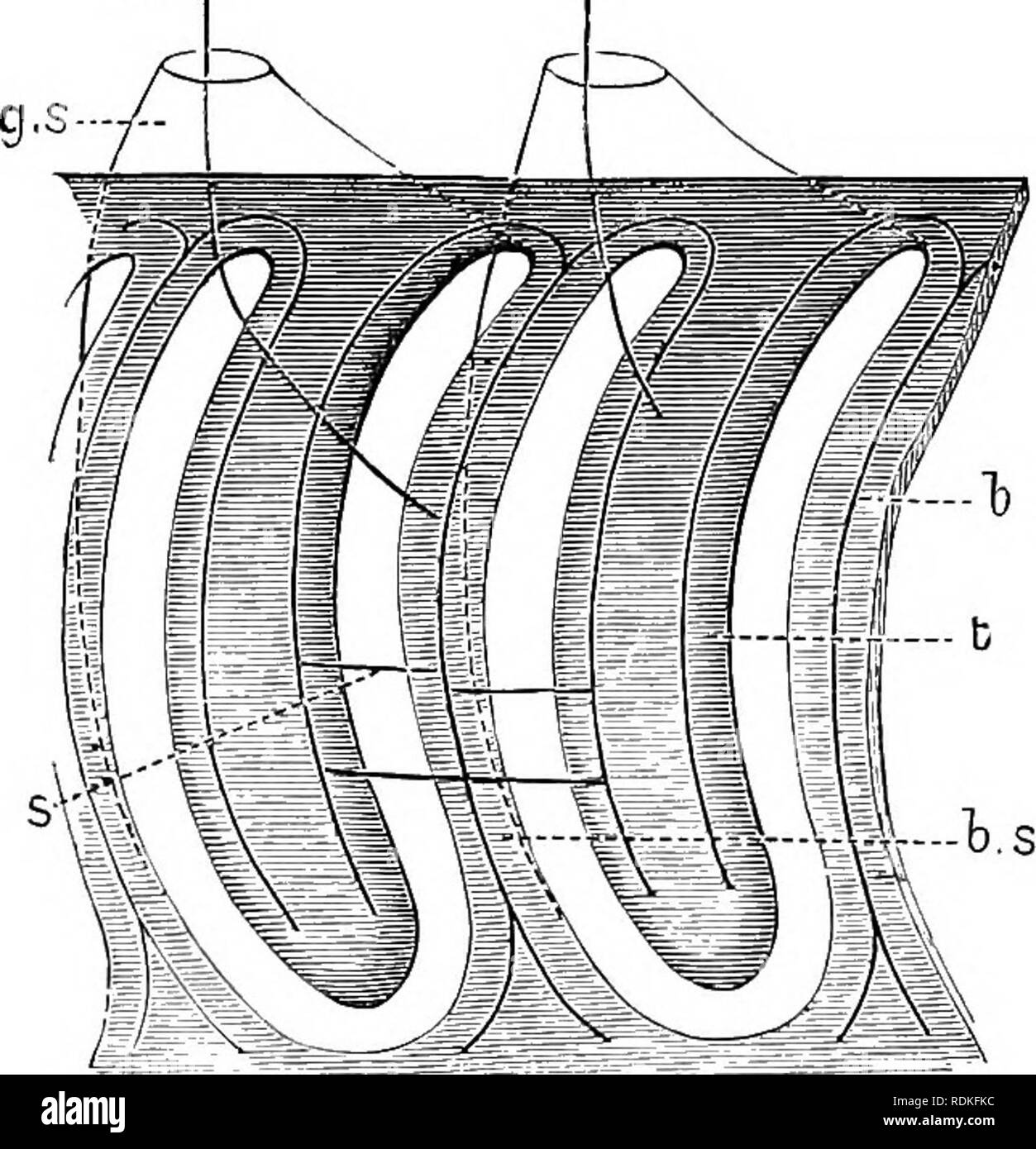 . Die Cambridge Natural History. Zoologie. 12 HEMICHORDATA Blick auf das Tier zeigt also eine lineare Reihe einfache Poren, einen Blick auf den Rachen von innen wird angezeigt, wie in Abb. 5. An den Hinterbeinen Ende des pharynx die innere Öffnung der Entwicklung von Gill - sac ist kreisförmig. Etwas weiter vorn der dorsalen Seite der Pore ist einen Halbmond, die wächst mehr in der dorso-ventrale Richtung eingerückt, und wird ein U, dessen zwei Gliedmaßen fast durch eine Masse von Gewebe getrennt sind, die so genannte "Zunge-Bar" (Abb. 5, f). Das besondere Interesse dieser Entwicklung ist, dass es sich um identische w Stockfoto