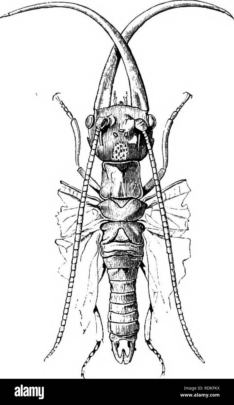 . Die Cambridge Natural History. Zoologie. SIALIDAE 447 gesamte Paläarktis und nearktischen Faunenregion Regionen, und erscheint in Chili/zwar in allen intervenierenden Bereich nicht vorhanden. Mehrere andere Gattungen der Insekten zeigen das gleiche Besonderheit der Verteilung. Die Gattungen Corydalis und Chauliodes eine Gruppe bilden, die sich von Si-alts und sind völlig anders aussehen, als gigantische Insekten, manchmal mit dem Mann - dibles der männlichen enorm verlängerte (Abb. 290). Die Arten von Corydalis sind in Nordamerika Hellgrammites genannt; Eiley wurde beschrieben und dargestellt, die Metamorphose von C. Dais^ Die Stockfoto