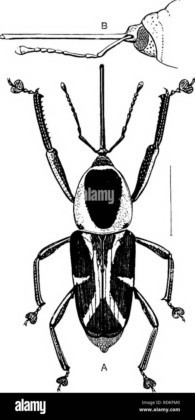 . Die Cambridge Natural History. Zoologie. RHYNCHOPHORA fünf-Verbunden (BryophtJiorus), und auch schlank (Platypides). In diesen Fällen ist eine genauere Betrachtung zeigt, dass die normalen Region in der Mitte der Rückseite der unter der Oberfläche des Kopfes nicht erkannt werden kann, und dass die Rückseite des prosternum ist sehr stark von der Seite Konsolidierte-Stücke des Thorax treffen zusammen und sind sehr fest hinter der Coxa verbunden. Der Schnabel ist in der großen Mehrheit vollkommen deutlich, obwohl es so extrem in der Form, dass es nur kurz beschrieben werden können, indem sie sagen, dass es sich um eine Verlängerung der Kopf Ich variiert Stockfoto