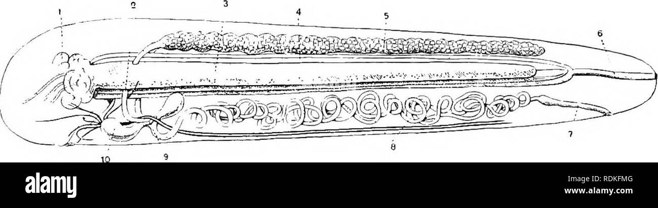 . Die Cambridge Natural History. Zoologie. 492 PENTASTOMIDA Pentastoniids sind bisexuell. Die Männchen sind in der Regel viel weniger zahlreich und deutlich kleiner als die Weibchen, obwohl die Zahl der annuli größer sein können. Der Fruchtknoten besteht aus einem einzigen Rohr hinter verschlossenen. Dies wird durch eine mittlere Mesenterium unterstützt. Vorher das Ovar in einen rechten und linken Eileiter, die Verfahren der große Haken-Drüse, umzingeln der Speiseröhre und die beiden hinteren Nerven (Abb. 258). Sie vereinen, und an ihrer Stelle der Union erhalten Sie die Kanäle der beiden spermathek, in der Regel mit Stockfoto