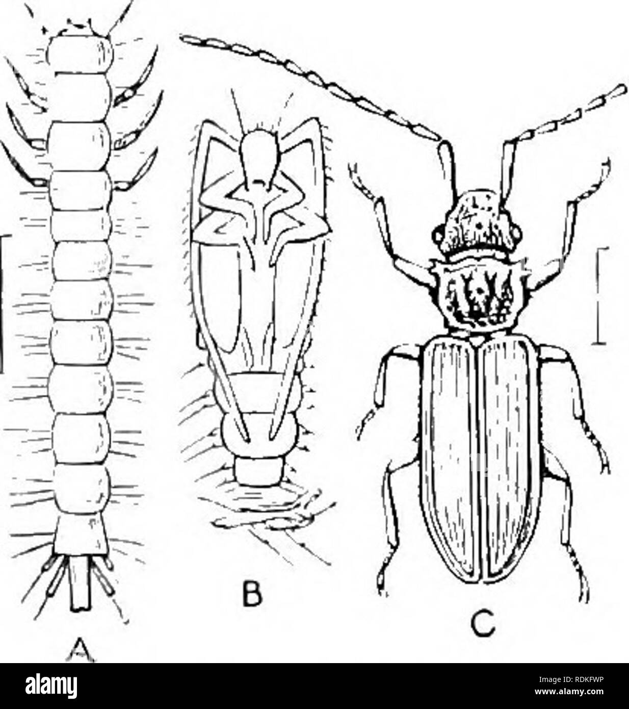 . Die Cambridge Natural History. Zoologie. 234 COLEOPTERA Fam. 31. Rhysodidae. - Tarsi vier verbunden; moutli - jxuts abgedeckt liy die große inentum; vordere tibiae eingekerbte am inneren Rand. Diese Familie besteht nur aus wenigen Arten, ist aber fast auf der ganzen Welt in den warmen und gemäßigten Regionen gefunden. In vielen ihrer Figuren der Adephaga ähneln, aber sind sehr unterschiedlich im Aussehen und in den Mund. Die Larven sind nicht bekannt. Einige Behörden sind der Meinung, dass diese Insekten in der Serie Adephaga/gelegt werden sollte, aber es ist wahrscheinlicher, dass Sie sich unter den zahlreichen aberrante fo zu sein Stockfoto