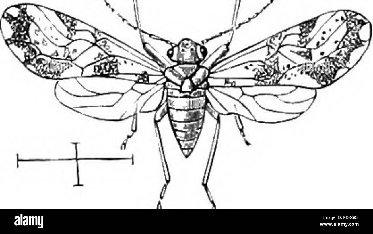 . Die Cambridge Natural History. Zoologie. Kapitel XVII NEUEOPTEEA PSOCIDAE CONTIXUEl) (Buch - LÄUSE UND TOD - Uhren) Die FIKST FAMILIE VON AMPHIBISCHEN NEUROPTEEA (PBKLIDAE, Stein-fliegen). Fam. Iv. Psocidaeâ Book-Lice, Death-Watches. Minute Insekten mit schlanken, Faden-wie, oder Haar - wie Antennen; vier zarte menibranous ivings, die Vorderen fair sind,^ Die größeren; ihre neuration ist nicht aiundant und ist unregelmäßig, so dass die Zellen sind cdso unregelmäßig ar-reichten; der transversalen nervules sind nur ein oder Tivo in Nummer} Pro - thorax sehr klein, in der tvinged â â., J - , Formulare ganz Co Stockfoto