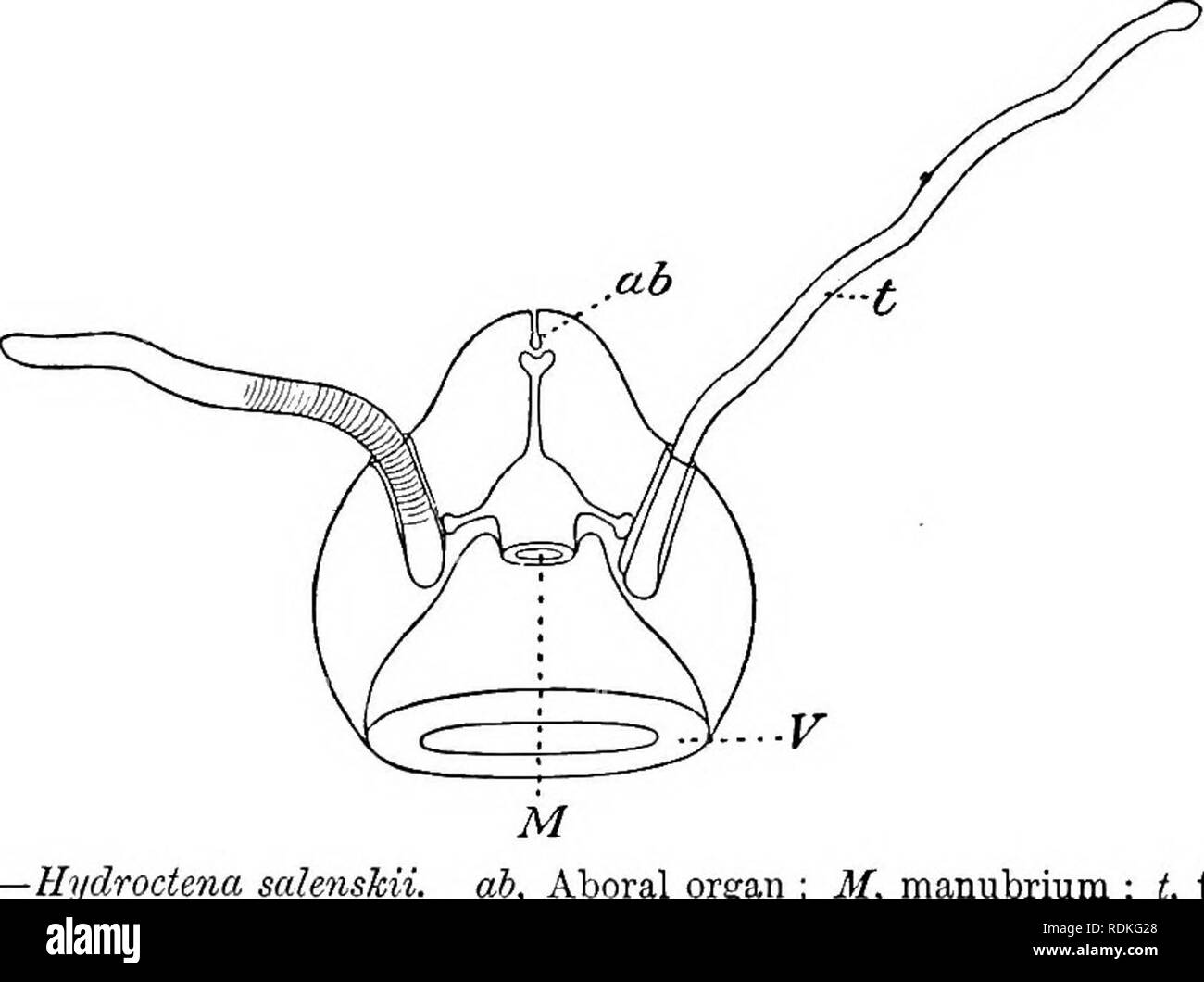 . Die Cambridge Natural History. Zoologie. 424 CRUSTACEA eine kurze blind Kanal, der in einer Ampulle Lager zwei statoliths durch elastische Prozesse aus den Ampullären Epithel unterstützt wird beendet. Die Sub-umbrellar Hohlraum erstreckt sich über eine Strecke von etwa der Hälfte der Höhe der Glocke. Den Mund (i/), die in diesem Raum öffnet, führt in eine große Höhle, die eine kurze blind Kanal auf der Seite der jeweiligen tentacular Mantel, und ein gerades Rohr, die direkt über die statocyst, wo es auch blind enden führt. Abb. 184.- Aboral Uydroctena ah, Orgel; M, brustbeins; t, tentakel; F, velum. (Afte Stockfoto