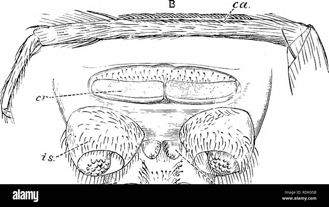 . Die Cambridge Natural History. Zoologie. 326 SPINNEN ARANEAE spinnen Drüsen öffnen. Diese sind oft sehr zahlreich, vor allem in der orb-weben Spinnen, wo die Spinnen Befugnisse besonders hoch entwickelt sind. Sie bestehen aus zwei Teilen, einem zylindrischen oder konischen basalen Teil, durch eine sehr feine, allgemein Verjüngenden Rohr gelungen. In einigen Spinnen die fusulae sind alle sehr ähnlich, aber in der Regel ein paar sehr viel größer als der Rest unter dem Mikroskop sichtbar werden, und diese sind oft angedeutet, als "Zapfen". Die kleineren auch in zwei Arten teilbar sind, ein paar kurze konische fusulae bei Stockfoto