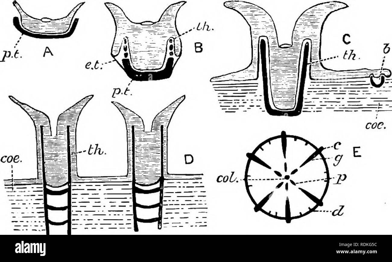 . Die Cambridge Natural History. Zoologie. ZOANTHARIA MADREPORARIA 385 obwohl viel Arbeit noch zu tun bleibt, es gesagt werden kann, dass die madreporaria Ausstellung enge Affinitäten in der Struktur mit dem Actiniaria. Die wichtigsten Punkte in der Anatomie der Zooids sind unter den verschiedenen Sparten beschrieben, aber ein paar Worte sind in diesem Abschnitt erforderlich, die wichtigsten Funktionen, die das Skelett ausgestellt zu erklären. Es gibt keine schwierigere Aufgabe als der Versuch, auf einem einfachen Plan, um die verschiedenen Eigenheiten der Madre-porarian Skelett.^ Die Behörden auf die Gruppe a zu erklären Stockfoto