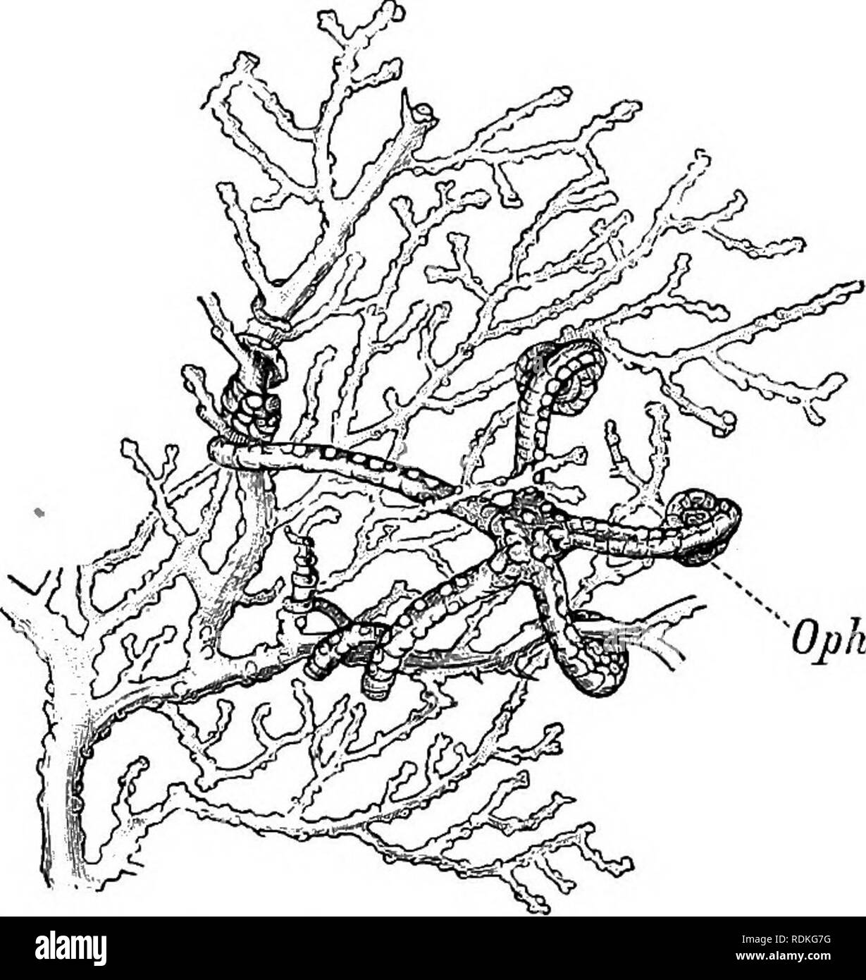 . Die Cambridge Natural History. Zoologie. ALCYONARIA GORGONACEA 357 umfasst Gorgonia flabellum {Bhipidogorgia), dem bekannten Lüfter Gorgonia mit eng anastomosing Bereich Branchen, von den warmen Gewässern des Atlantischen Ozeans. Die Gattungen Eugorgia, Verrill, und Leptogorgia, Milne Edwards, unterscheiden sich von Gorgonia in der char-acter des spicules. In Xiphigorgia, Milne Edwards, von der West Indies, die Zweige sind viel komprimiert, die an den Rändern der Flügel wie Bergrücken, der die zoopores in Reihen tragen. Malacogorgia, Hickson, hat keine spicules. Kap der Guten Hoffnung. Fam. 7. Gorgonellidae. - In dieser Familie t Stockfoto