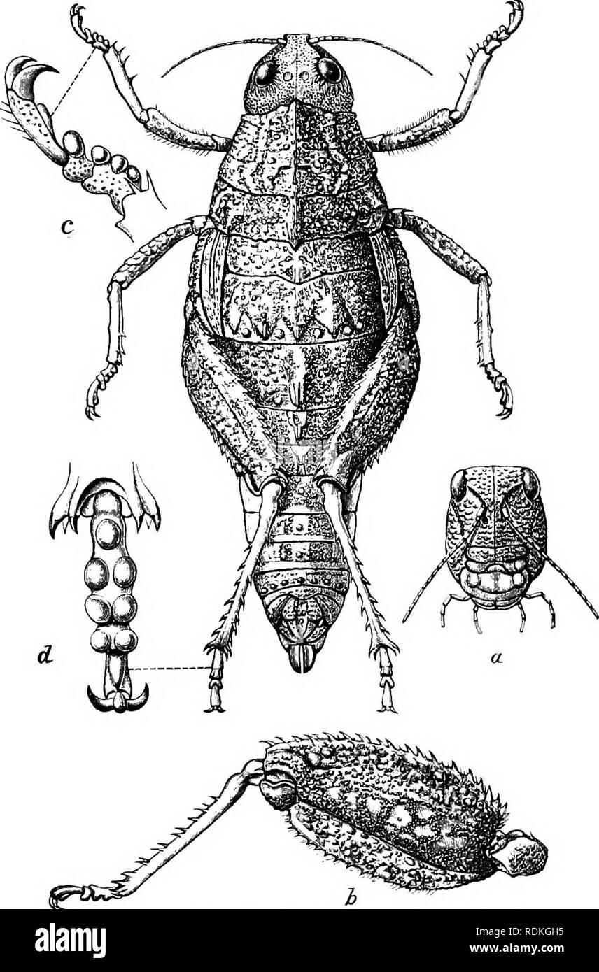 . Die Cambridge Natural History. Zoologie. ACRIDIIDAE 305 oder mehr meliert als üblich, dass die Personen mit der Gras-hopper war ähnlich der Farbe auf den Steinen. Das Insekt genannten Trimen zu hj ist, glauben wir, die Batrachotettix ivhiti von De. Abb. Ii 5.- Methan anderssoni, weiblich. S. Afrika, eine an der Vorderseite des Kopfes; h, des hinteren Bein; c d vorne und Mnd Füße, (c) und (d vergrößert, die Anderen natürliche Größe.) Saussure. Bei dieser Art der alar Organe sind völlig abwesend, und der halsschild bildet eine Art Haube, die die Unterseite der Hinterflügel Körper schützt. Von der Wüste Eremobiens variieren so stark, dass Th Stockfoto
