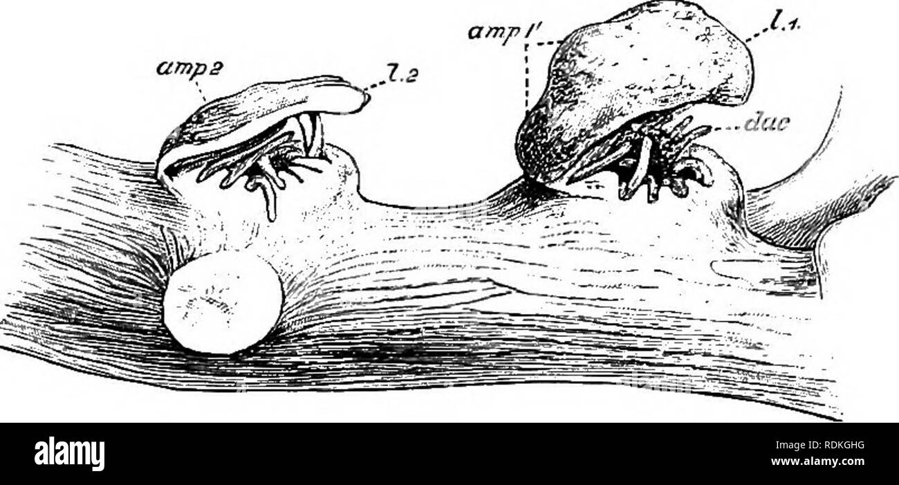 . Die Cambridge Natural History. Zoologie. STYLASTERINA 285 größere Teil der Gonaden. Die spermien Flucht durch eine eigenartige Auslauf - wie Brandklappe, die perforiert die oberflächliche Wand der Ampulle. In einigen Gattungen (Bistichopora) Es gibt mehrere männliche gonophores in jeder Ampulle. Die gonophores des Stylasterina haben als viel verändert medusiform gonophores, und diese Ansicht kann möglicherweise als richtig erweisen. Derzeit sind jedoch die Beweise für ihre Ableitung aus Medusae ist nicht schlüssig, und es ist möglich, dass Sie hatte einen völlig unabhängigen Ursprung haben kann. Bistichopora und einige Stockfoto