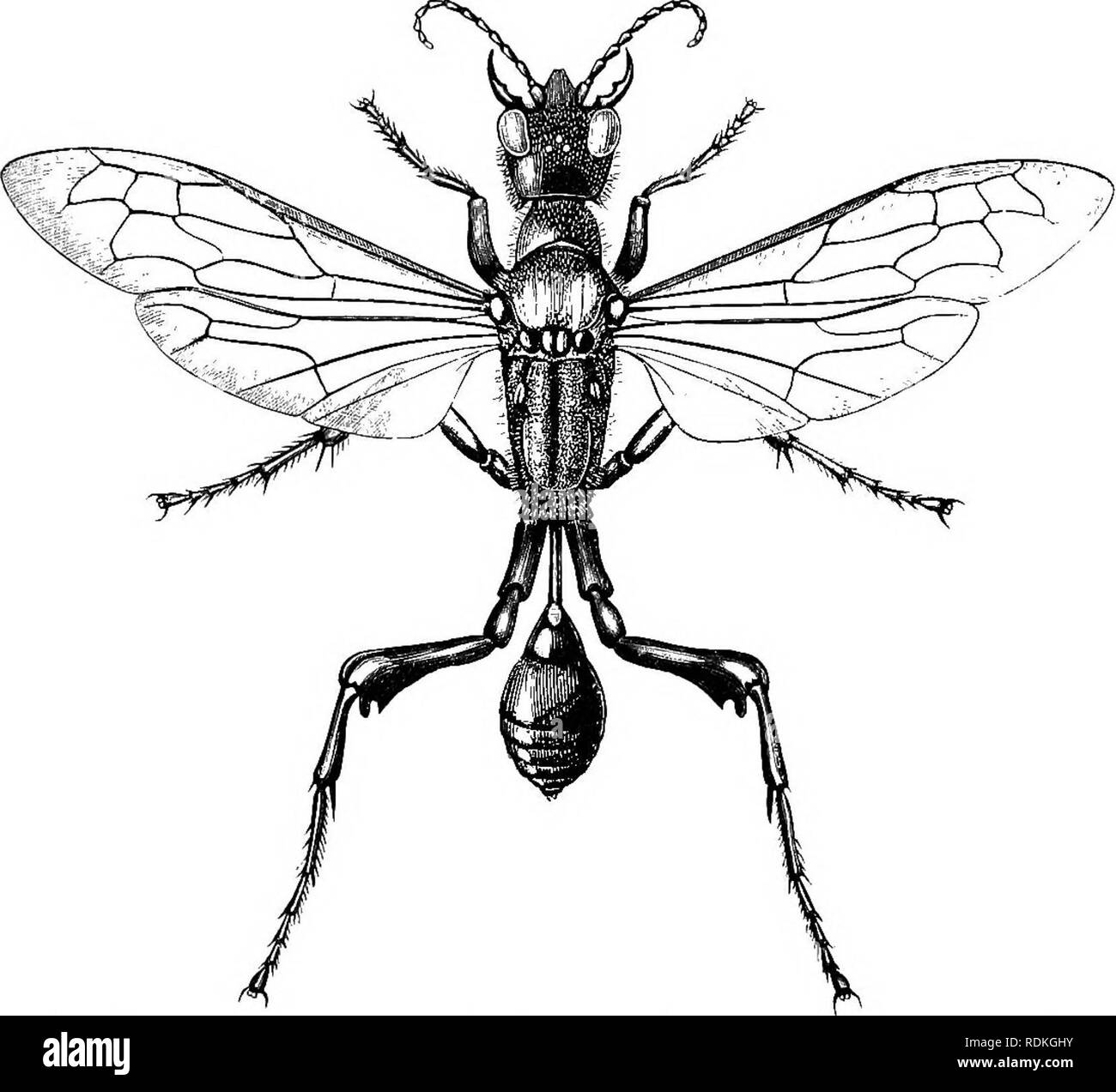 . Die Cambridge Natural History. Zoologie. FOSSORIAL SOLITÄREN WESPEN 91 Formen, sie sind wahre Individualisten, und ihr Leben und ihre Instinkte bieten viele Themen zum Nachdenken. Im Gegensatz zu den sozialen Insekten können Sie nichts, aber auch gar nichts von beiden Beispiel oder Verwaltungsbefehl lernen. Die Fähigkeit des Einzelnen ist durch keine Nachahmung aufgefordert werden. Das Leben ist kurz, die späteren Phasen des individuellen Lebens völlig anders sind als die älteren: Die Individuen einer Generation nur in seltenen Fällen auch den Beginn des Lebens der nächsten; die Nachkommen, für die Sie arbeiten. ?IG. 37.- Sceliphron Stockfoto
