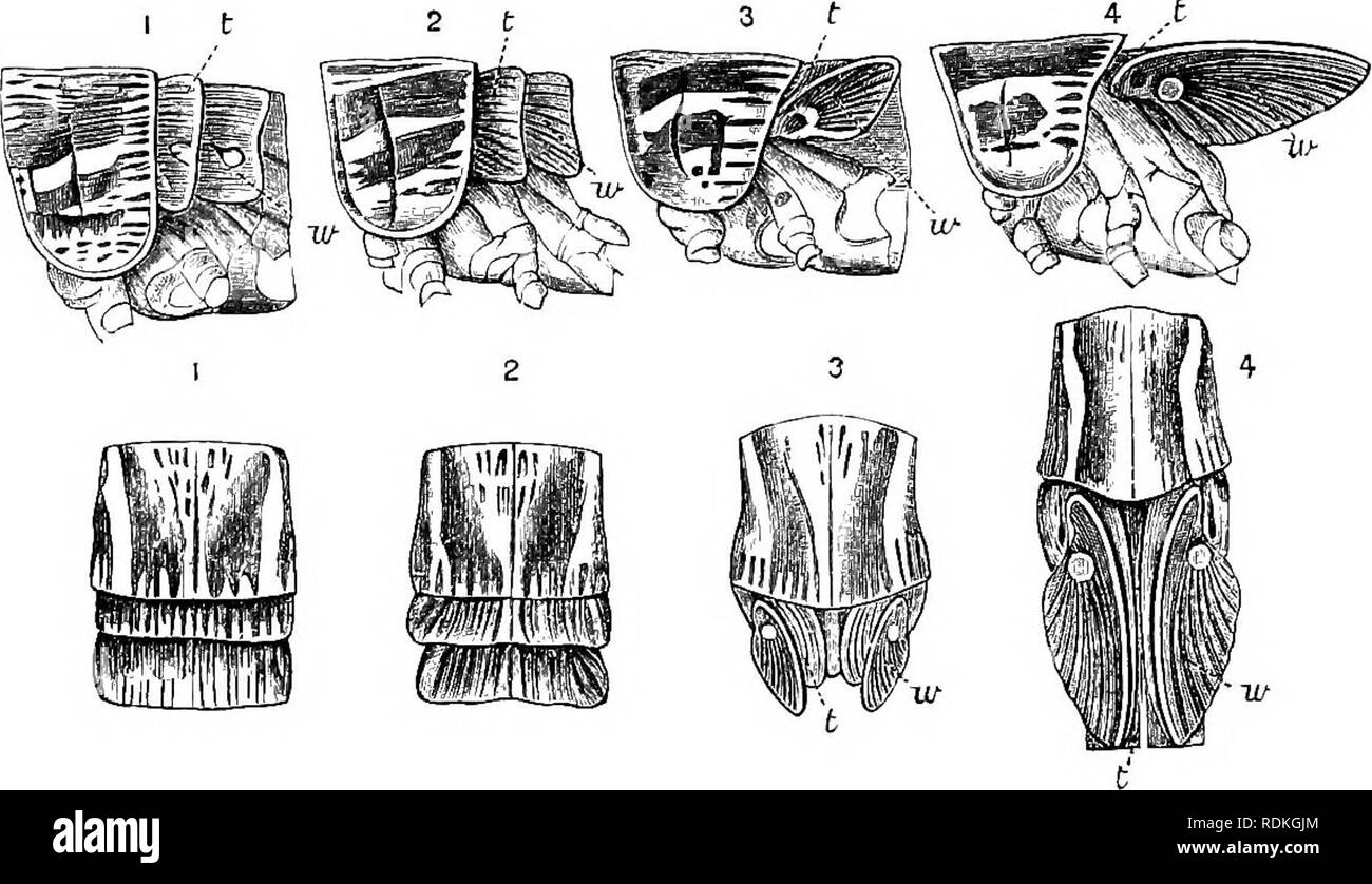 . Die Cambridge Natural History. Zoologie. 288 ORTHOPTERA dritten ecdysis tritt in sechs oder acht Tage nach dem Zweiten; die rose Farbe deutlicher wird, und der Kopf ist eine braune Tönung anstelle von blaelv. Nach acht Tagen die vierte Ecdysis auftritt; tlie Kreatur ist dann etwa 35 Millimeter lang; seine Farbe viel geändert hat, die Position der Markierungen ist das gleiche, aber die Farbe ist von der Zitrone Gelb ersetzt, die Linie der atemlöcher mit weißen gekennzeichnet ist, und zu dieser Zeit ist die Kreatur hat die "erste Ansätze von Flügeln," und ist sehr gefräßig. In zehn Tagen ein anderes ecdysis Tak Stockfoto