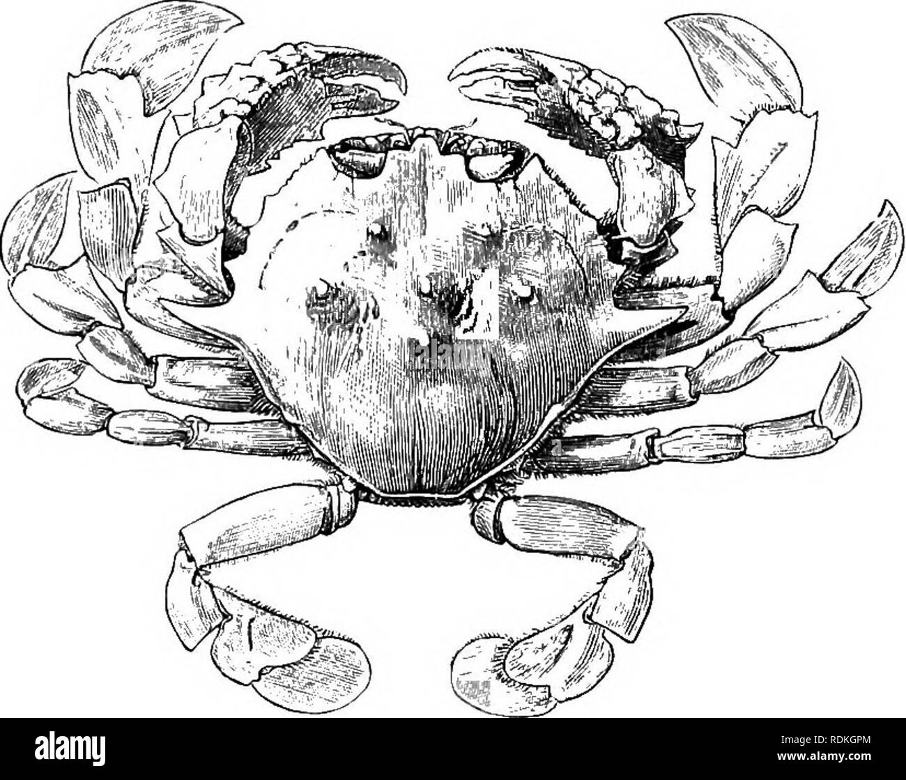 . Die Cambridge Natural History. Zoologie. OXYSTOMATA ATEMWEGE MECHANISMEN I 87 Die chelipedes richtig in Position. Tlie inhalant Öffnungen sind Situ- gerade vor dem chelipedes. Es ist eine sehr bemerkenswerte Tatsache, dass unter den Cyelometopa, Lupa/i, astota (Rig. 131) hat eine exakt gleiche Anordnung. Offenbar haben wir hier eine andere Instanz. FiH. 129.-Dorsalen Ansicht von iliatete SaKfeii, x1. (Von einer Originalzeichnung vorbereitet für Professor Weldon.) der Konvergenz, ähnlich der von Corystes und Albunea, aber der Fall ist durch die Tatsache, dass Sie einige der Oxystomata, und unter Matut kompliziert Stockfoto