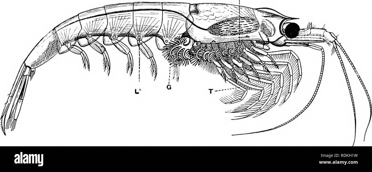 . Die Cambridge Natural History. Zoologie. 146 CRUSTACEA EUCARIDA wie in der Art dar, auf die äußeren Ränder der gestielten Augen, auf der Grundlage der zweiten und siebten thorakale Gliedmaßen und auf der ventralen Mittellinie auf den ersten vier Abdominal- Segmente. Diese Organe Laterne - Strukturen, die mit dem Objektiv, einem Reflektor und einem Licht erzeugende Gewebe, und Sie sind unter der Kontrolle des Nervensystems. Die genaue Verwendung ist nicht bekannt, mehr als ist die Verwendung von phosphoreszenz in der Mehrzahl der Organismen, die Sie erzeugen, aber in bestimmten Fällen scheint es, dass die Euphausiids nutzen Stockfoto