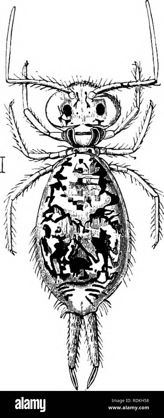 . Die Cambridge Natural History. Zoologie. Vom Ei diese Spaltungen 97.- Corynothrix Borealis: a, ventralen Rohr, 6, die Feder. (Nach TuUberg.) wahrgenommen werden. Nach dem Leben in den hinteren Teil des Thorax mit dem Bauch zusammengelegt wird, so dass es schwierig ist, die Spaltungen zu verfolgen, aber es scheint keine Informationen über die Art und Weise, in der diese Veränderung auftritt. Einige dieser Minute Insekten häufige Bäume und Büsche, und ihre Befugnisse sind springen sehr perfekt, so dass es schwierig ist, sie zu erfassen. Die Familie umfasst sowohl die Sniynthuridae und die Papiriidae von Lubbock. Die Stockfoto