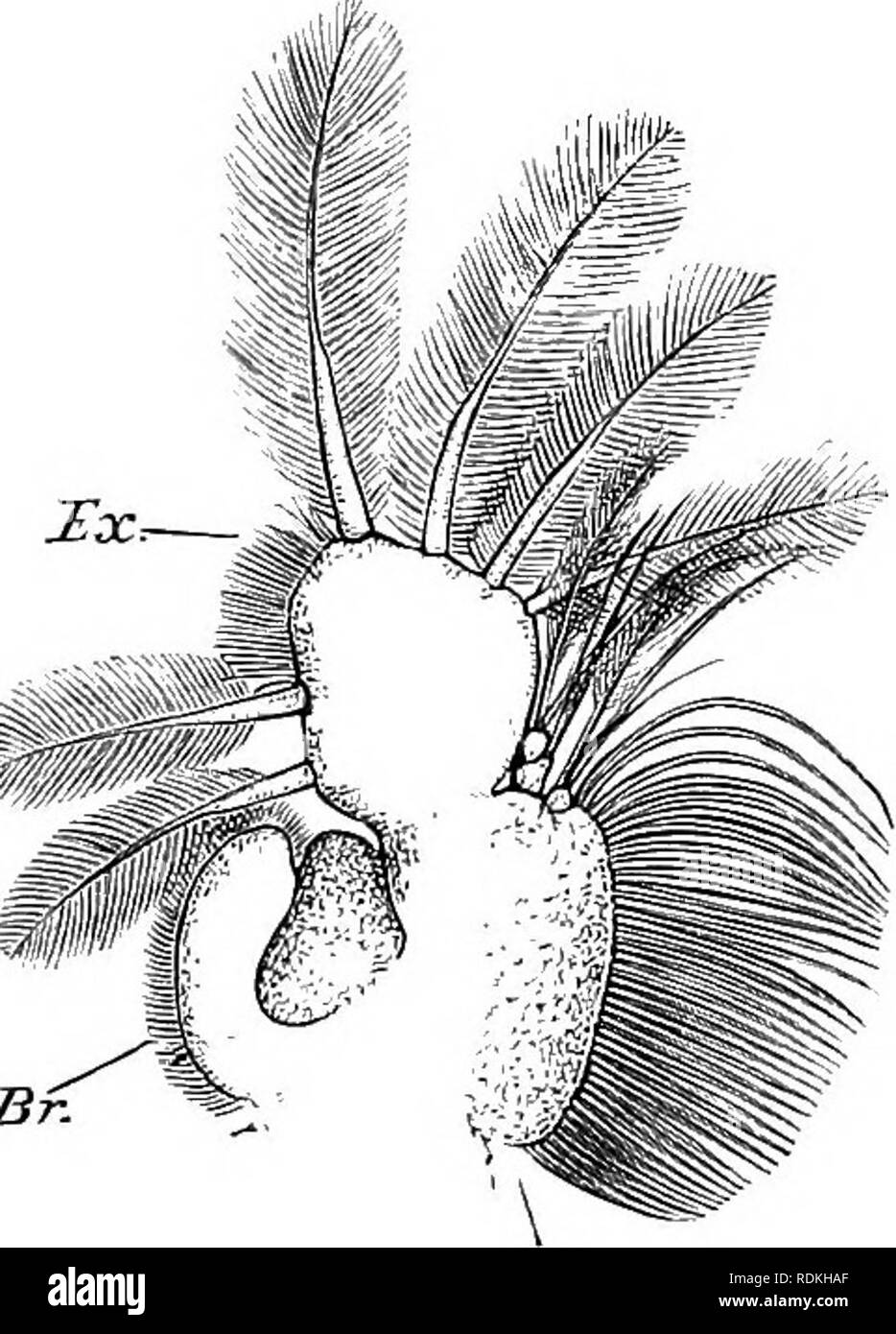 . Die Cambridge Natural History. Zoologie. Mf.. Bitte beachten Sie, dass diese Bilder sind von der gescannten Seite Bilder, die digital für die Lesbarkeit verbessert haben mögen - Färbung und Aussehen dieser Abbildungen können nicht perfekt dem Original ähneln. extrahiert. Harmer, S.F. (Sidney Frederic), Sir, 1862-ed; Shipley, A.E. (Arthur Everett), Sir, 1861-1927. Hrsg. [London, Macmillan und Co., Limited, New York, Macmillan Company Stockfoto