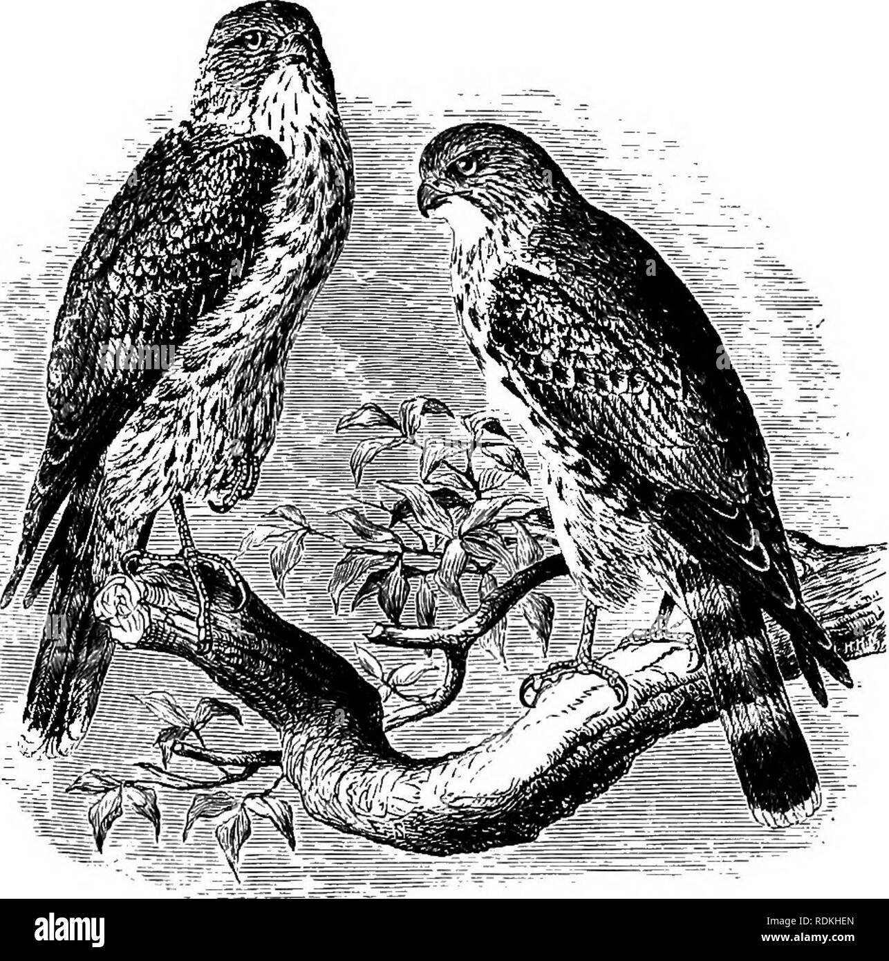 . Die Vögel von Illinois und Wisconsin. Vögel, Vögel. 480 Field Museum of Natural History - Zoologie, Vol. IX. Taube Hawk. und Polieren; Primaries, Schiefrigen Braun, verjähren mit Weiß; auf den inneren Web-sites, bräunlich-schwarz, gesperrt und kippte mit grau-weiß; unter Teile, Tawny buflf, dick mit braunen Streifen außer auf die Kehle. Unreif: Obere Gefieder, dunkel grau-braun; Krone mit schmalen dunklen Streifen; Hals, weißlich; unter Teile, Tawny oder Buffy weiß, Streifen in Braun; Primaries, mit hellen rufous Buff gesperrt; Schwanz, mit hellen Buff gesperrt und mit Weiß matt. Mann: Länge, 10,25 auf 11,25; wi Stockfoto