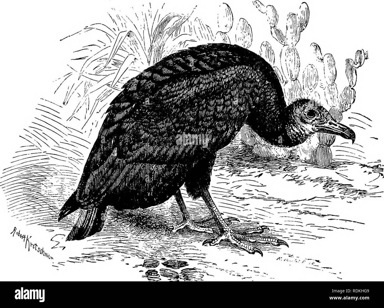 . Die Vögel von Illinois und Wisconsin. Vögel, Vögel. 450 Field Museum of Natural History - Zoologie, Vol. IX. Geschlechter ähnlich. Länge, 23 bis 26; Wing, 16 bis 17,5°; Bill, 2.20. Der schwarze Geier ist nicht im südlichen Illinois ungewöhnlich, und nach Prof. Ridgway (Orn. von Illinois, Bd. I, 1889, S. 492) tritt mindestens so weit nördlich wie Mt. Carmel. Es hat anscheinend nicht in Wisconsin getroffen worden. Kumlien und Hollister (Vögel von Wisconsin, 1903, S. 131.) schreiben: "Wir haben nicht die Datensätze dieser Spezies betrachten für Wisconsin ausreichend verbindlich uns in ihm einen Platz in der gegenwärtigen t zu rechtfertigen Stockfoto