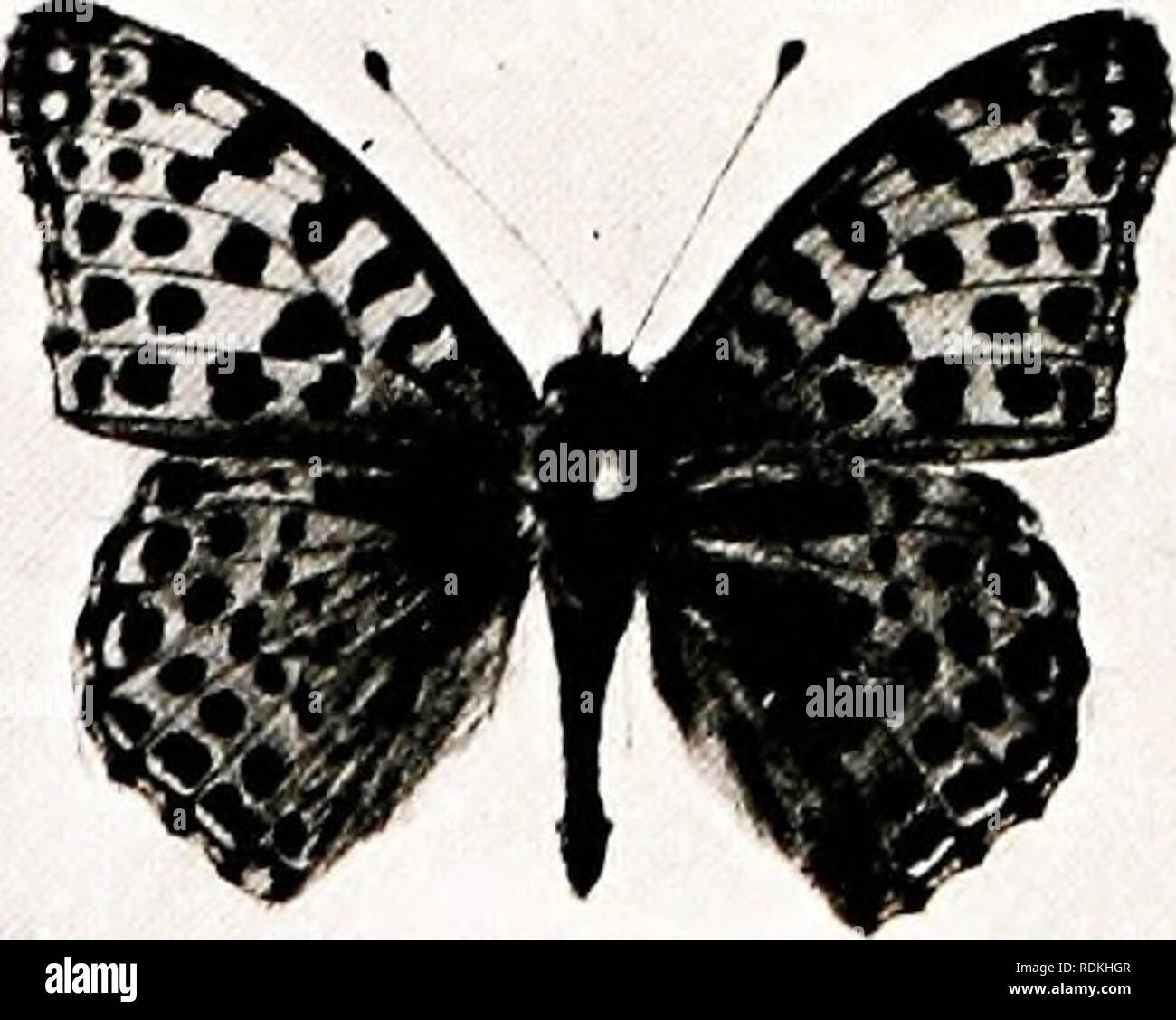 . Vögel in anderen Ländern, Reptilien, Fische, gelenkige Tiere und niedrigeren Formen;. Zoologie; Vögel, Reptilien, Fische. rUu h L. H. J. ui.T] lN, w Tori: DIANA FRITILLARY T/ie Männlich ii Dark broion^ ivith ein breites orange Grenze entdeckt" mit Schwarz. [CmJ. c haz Grün rn Markierungen. Th^ lt h J. Ed-ward,-] iC. hih. rn, KÖNIGIN VON SPANIEN FRITILLARY Bro-wn Abo haben, - mit weichen Flecken; beschmutzt ivilh Silber unter Körpern), eine oder mehrere der ersten drei Paare von Pro-Beine können rudimentär oder nicht vorhanden sein, und die Raupe Spaziergänge durch wölbte den Rücken, bei jedem Schritt, in einer Weise, dass muss man gesehen geschätzt zu werden, obwohl suc. Stockfoto